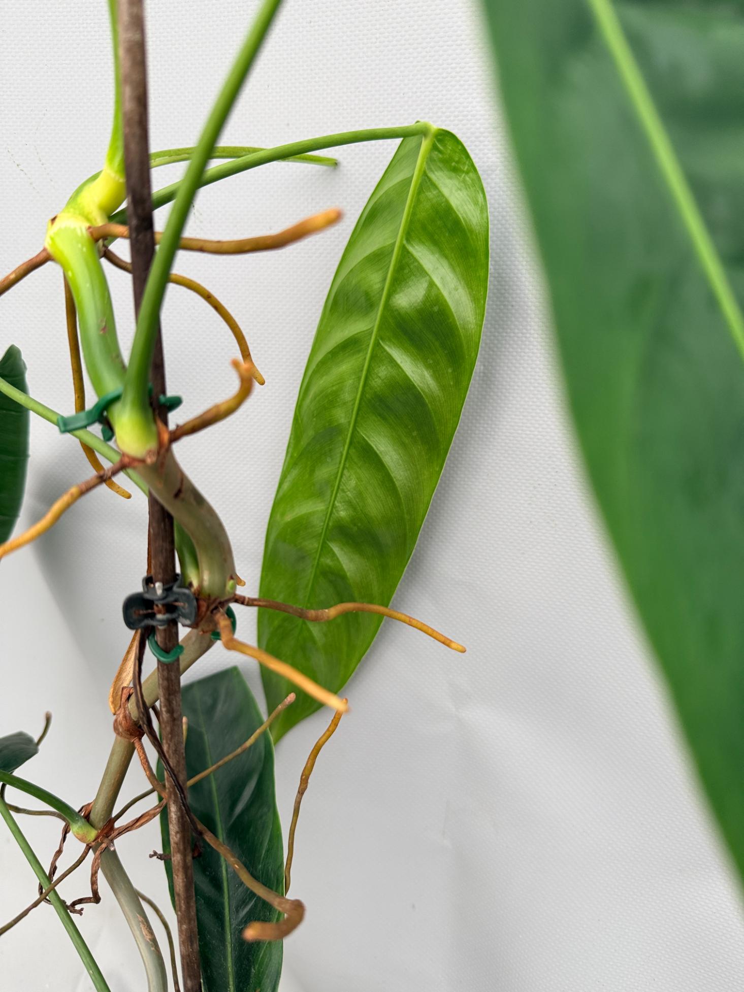 Philodendron Patriciae XL