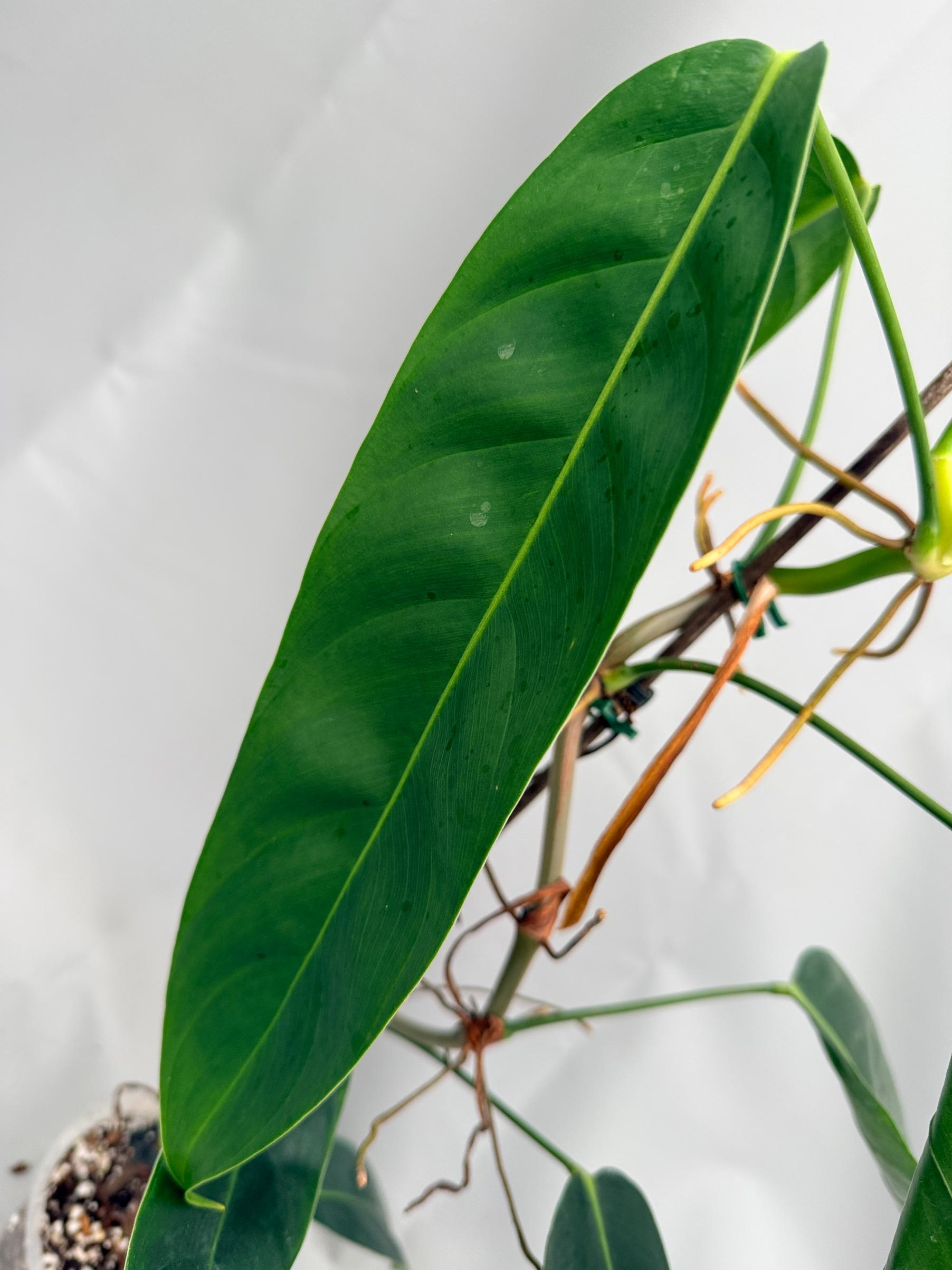 Philodendron Patriciae XL 03