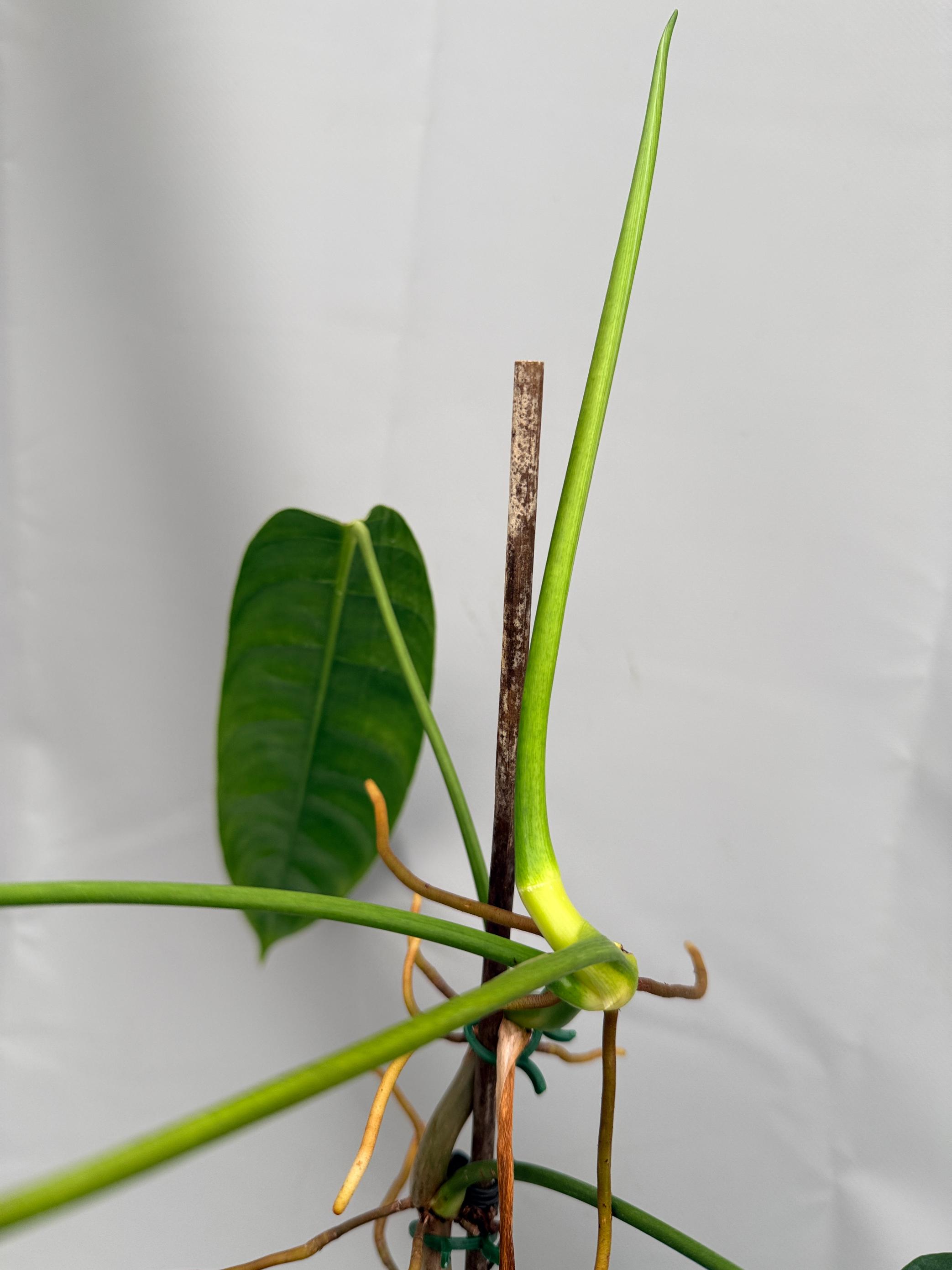 patricia philodendron Philodendron Patriciae XL