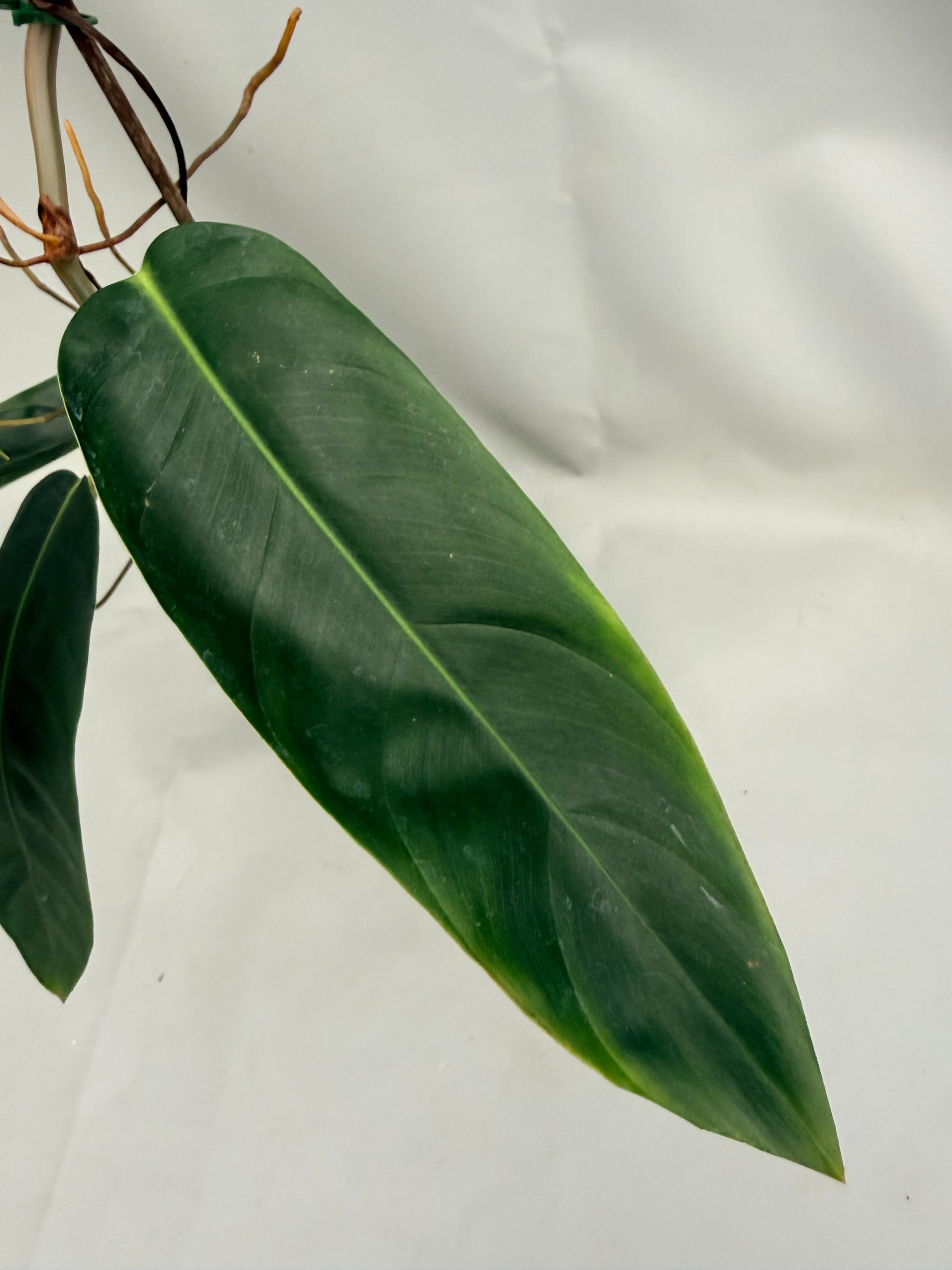 Philodendron Patriciae XL 06