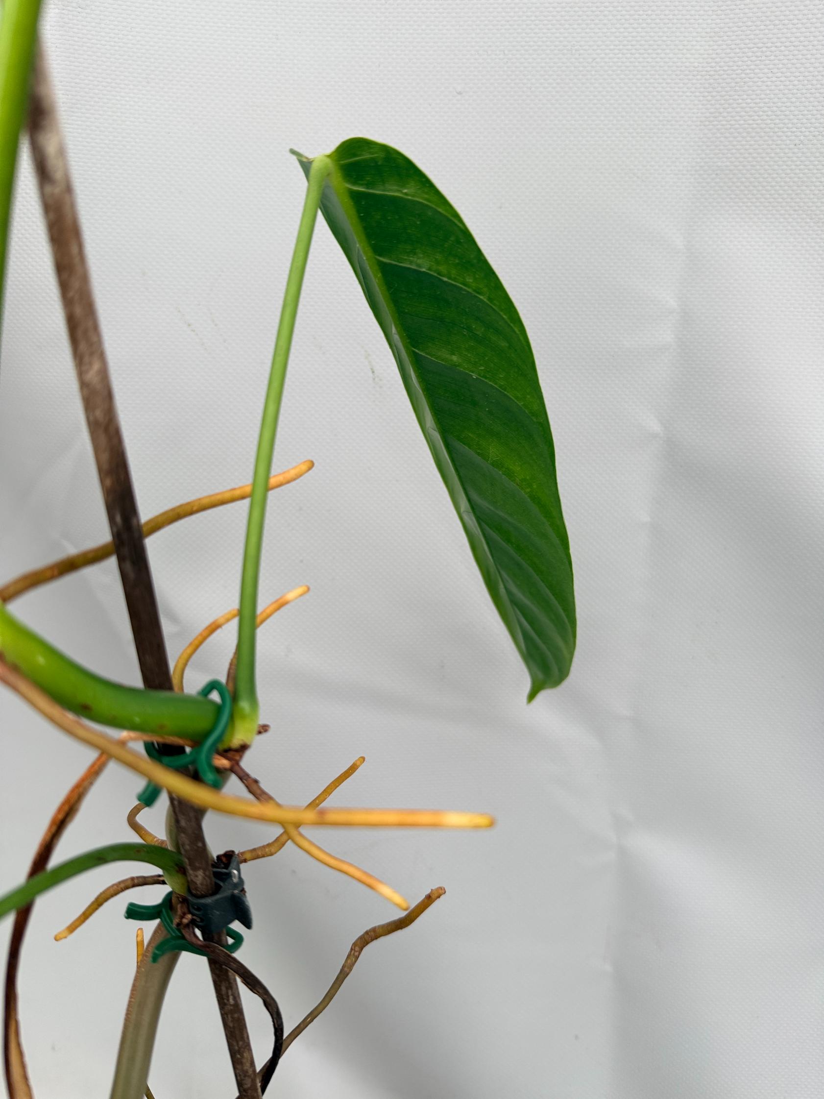 Philodendron Patriciae XL 07