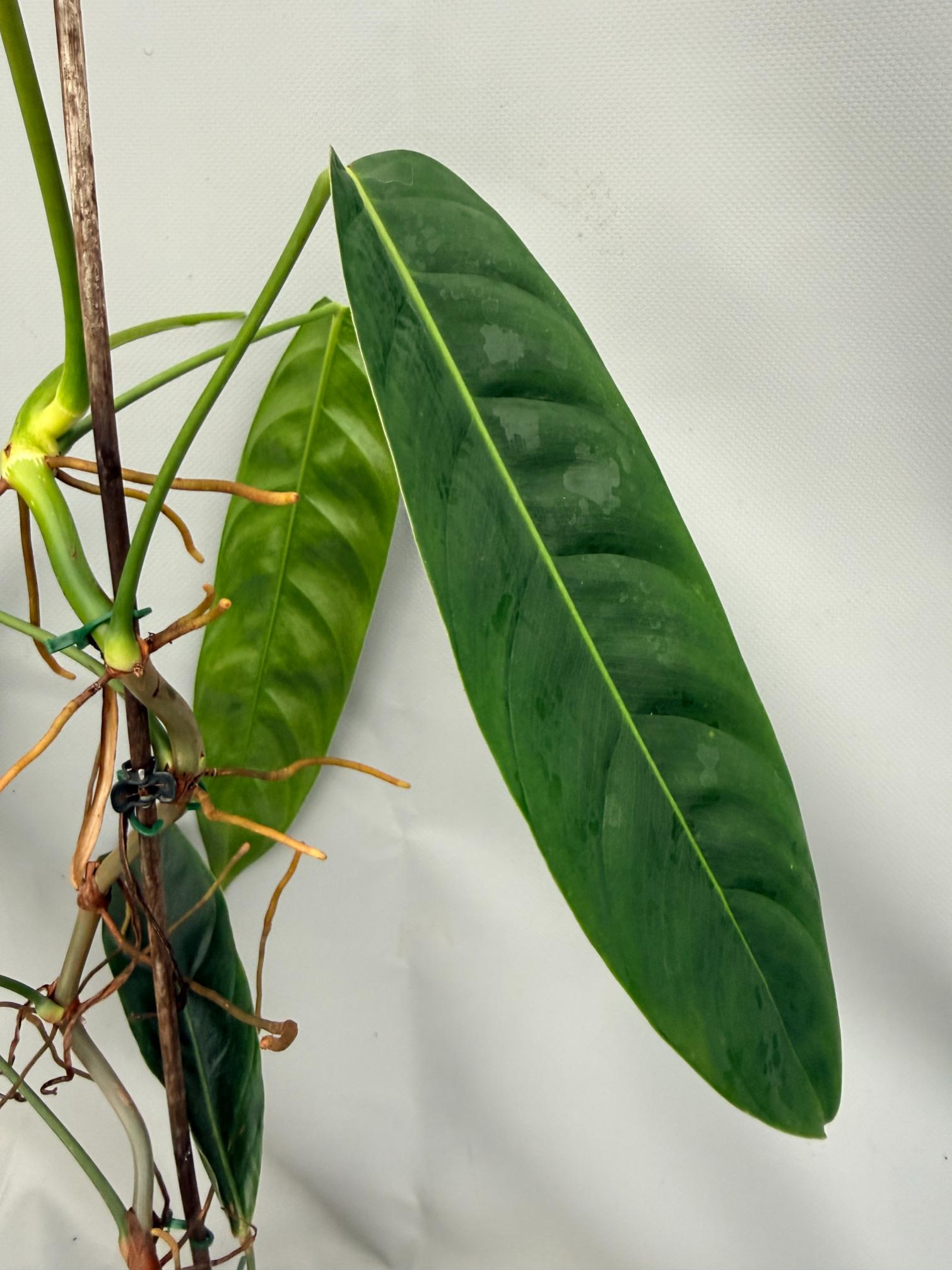 Philodendron Patriciae XL 08