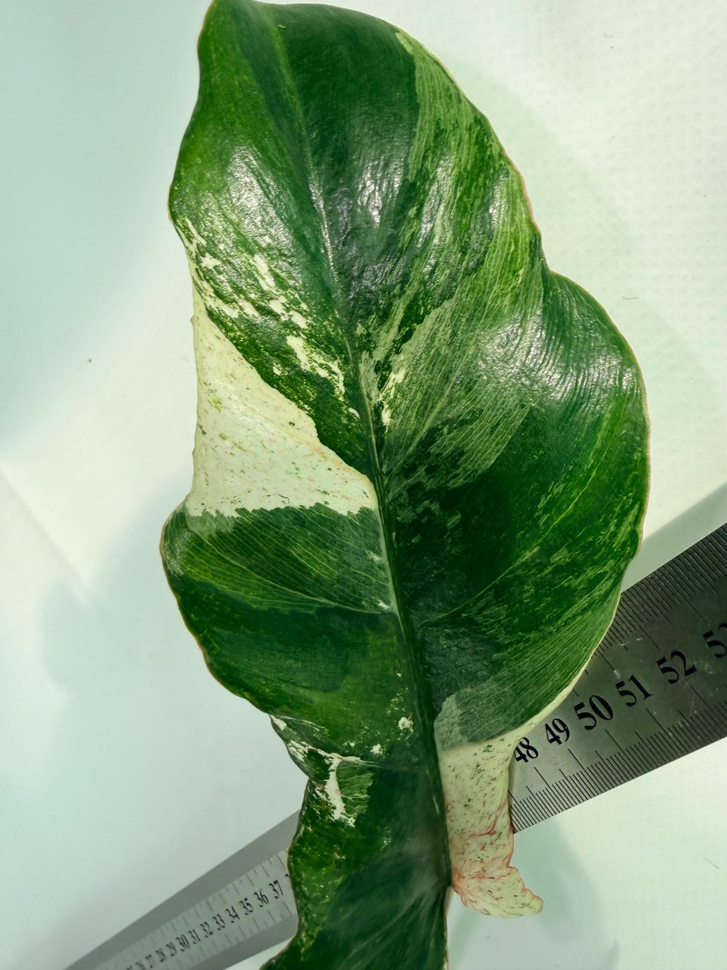 Philodendron snowdrift variegata 10
