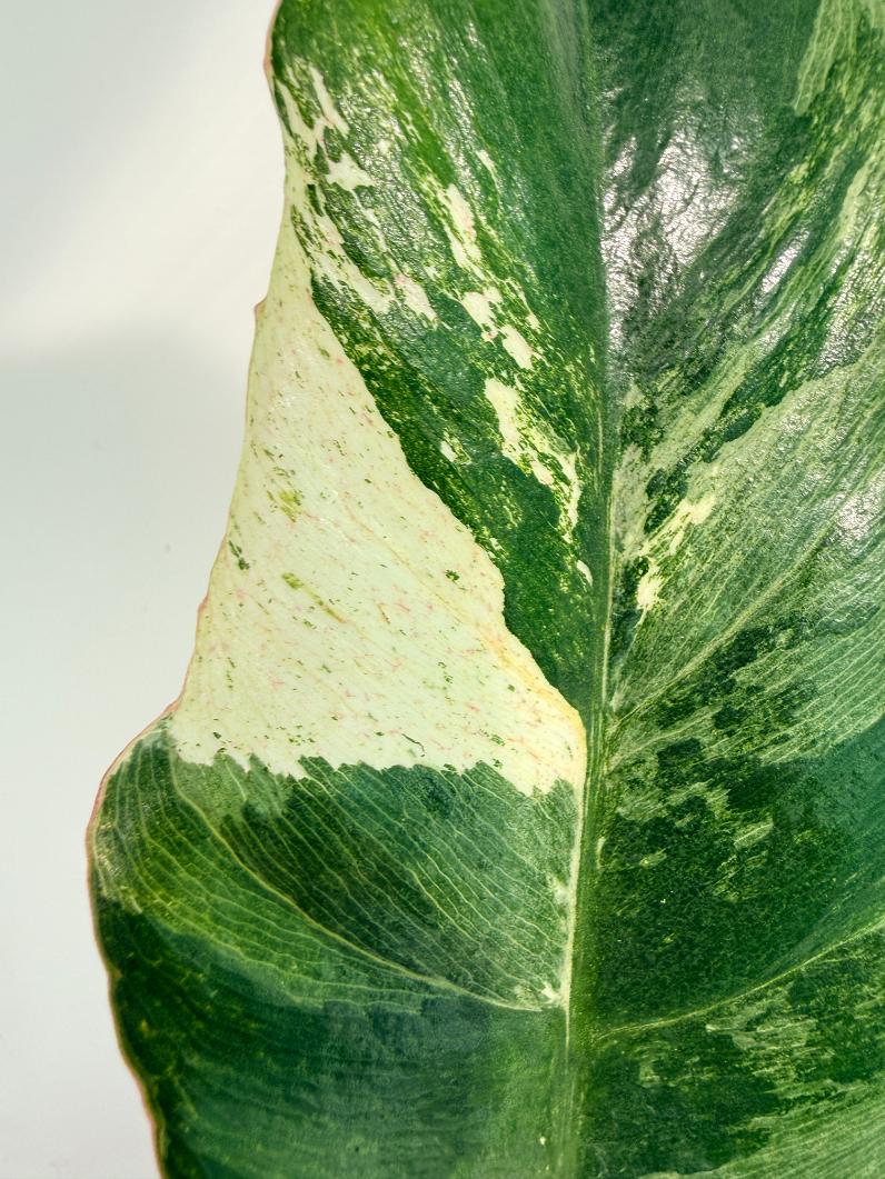 Philodendron snowdrift variegata 6