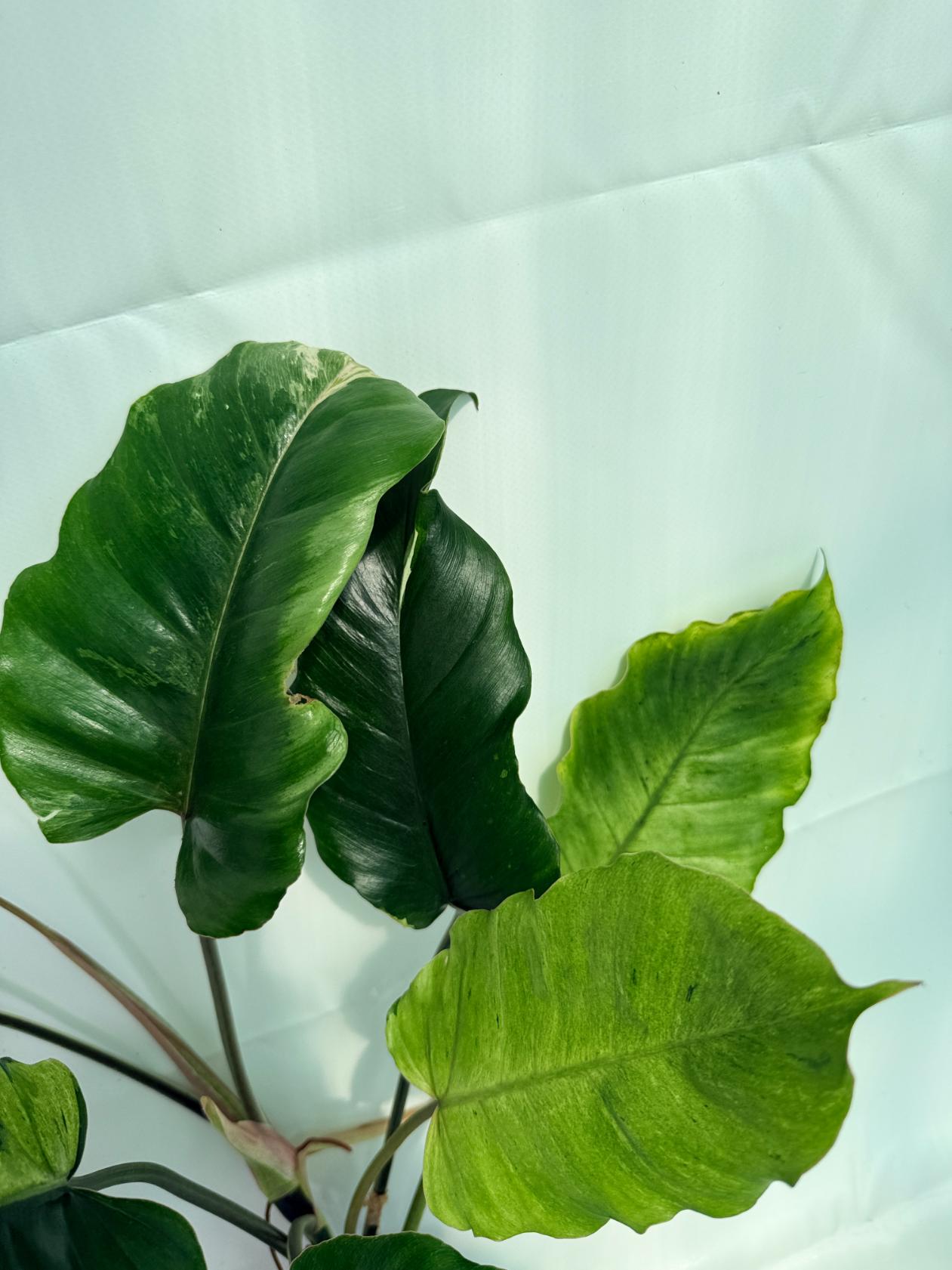 philodendron jungle fever vs snowdrift Philodendron snowdrift variegata
