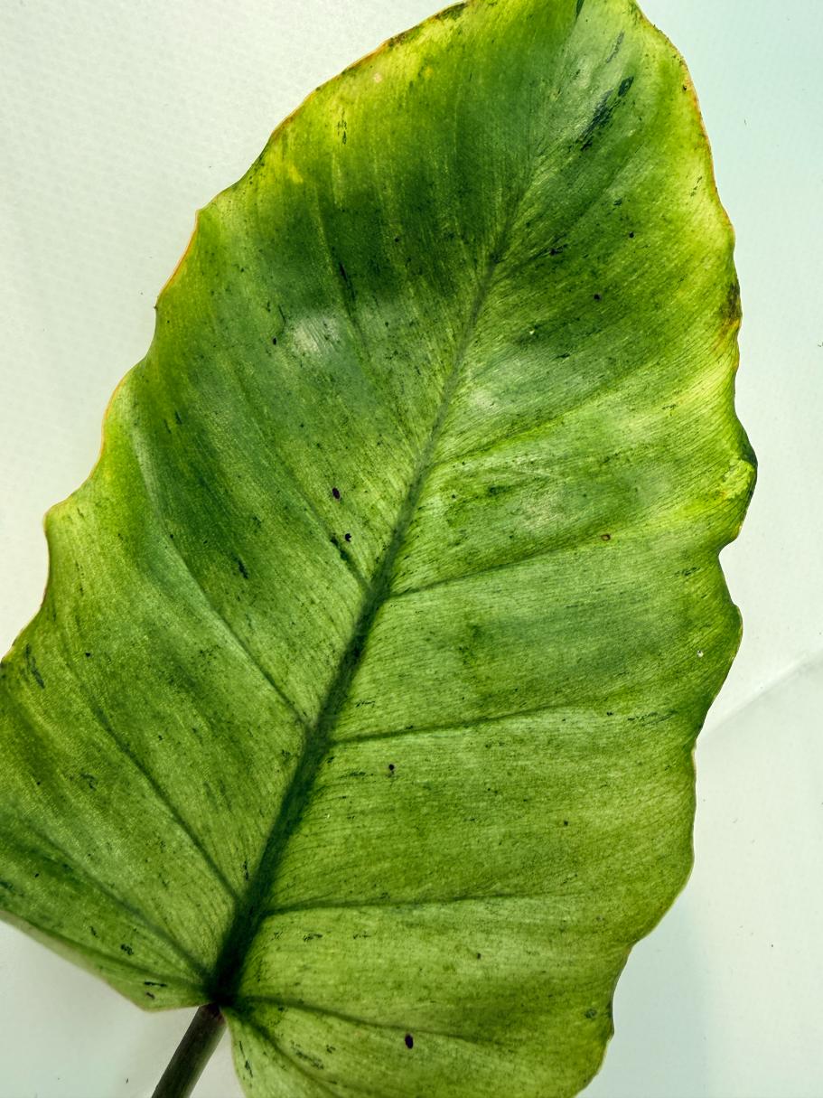 Philodendron snowdrift variegata 4