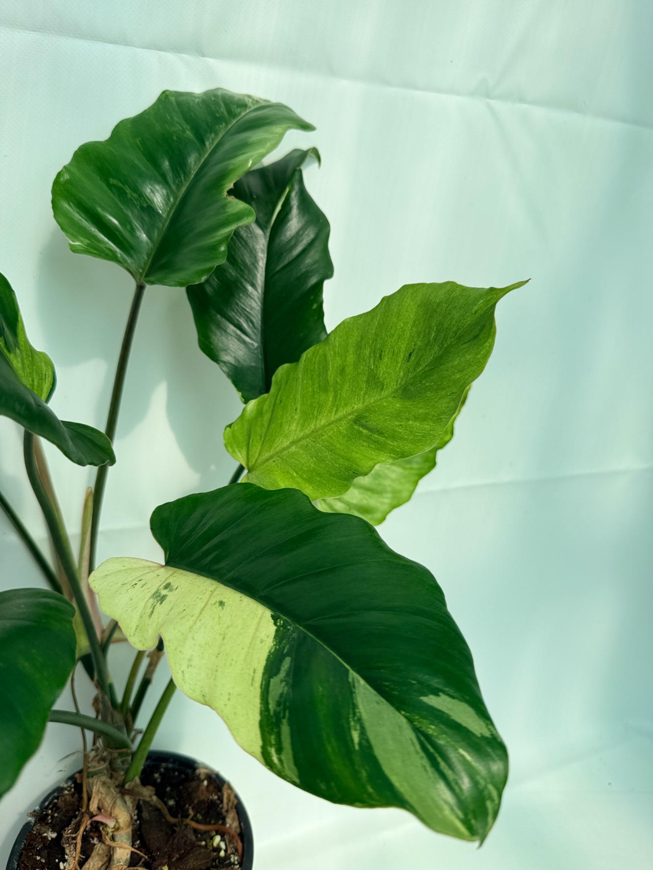 Philodendron snowdrift variegata 5