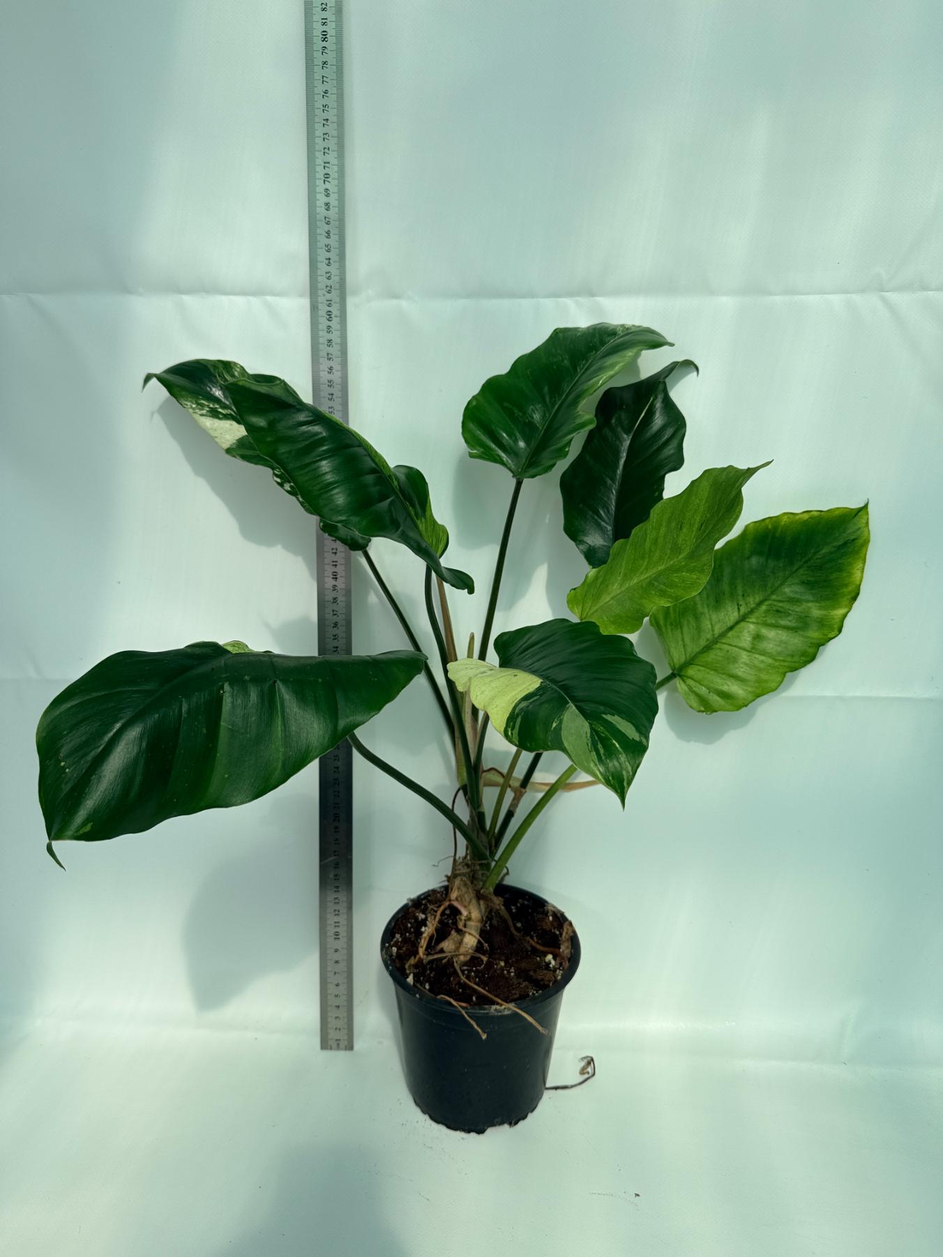 Philodendron snowdrift variegata 7