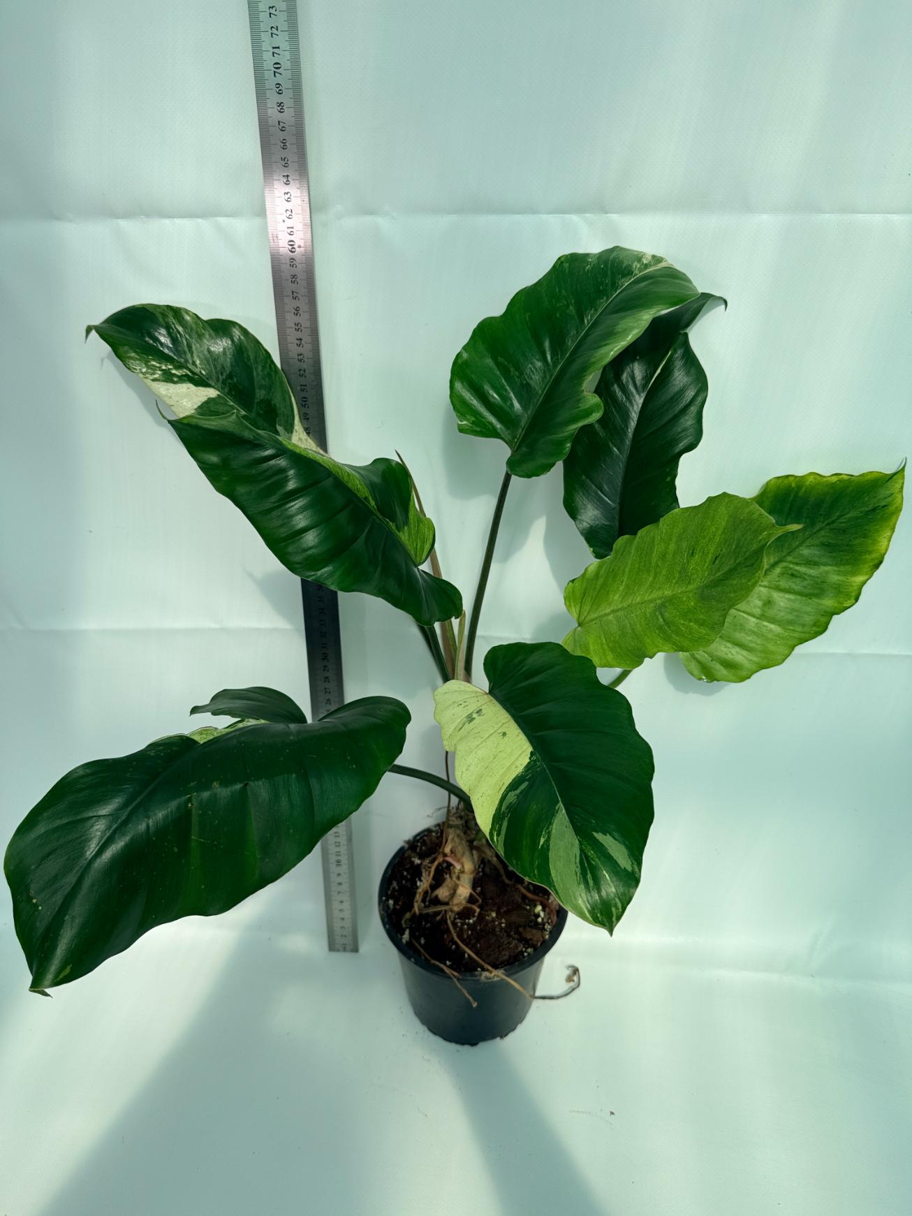 Philodendron snowdrift variegata 3