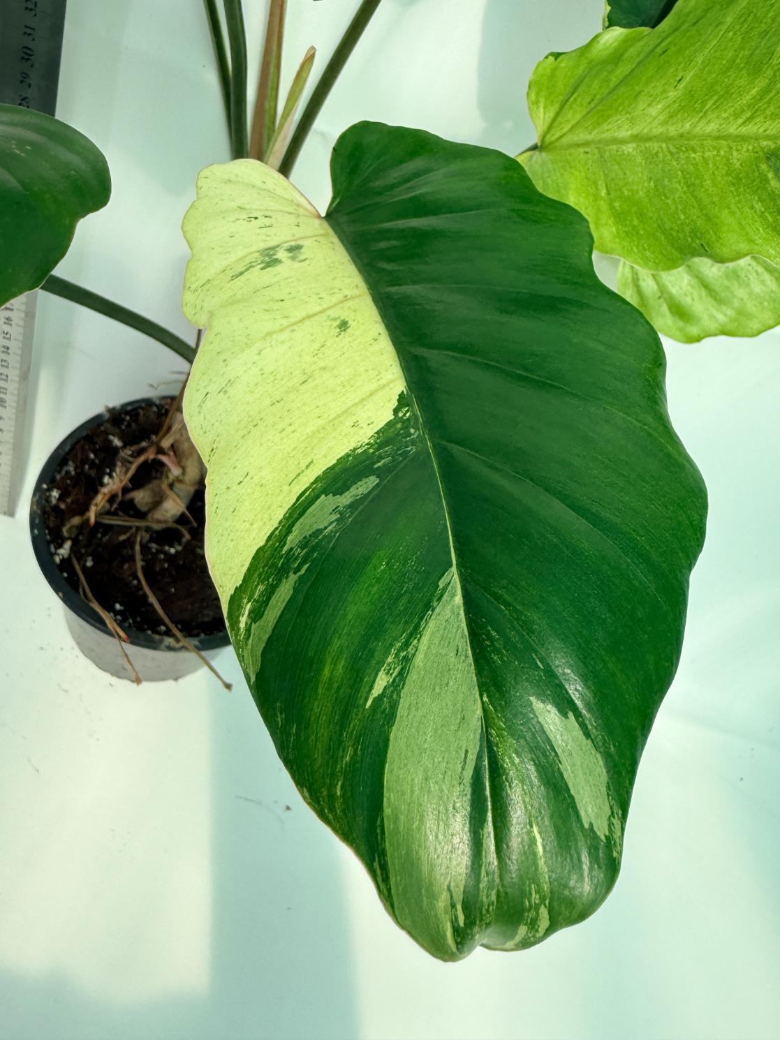 Philodendron snowdrift variegata 8