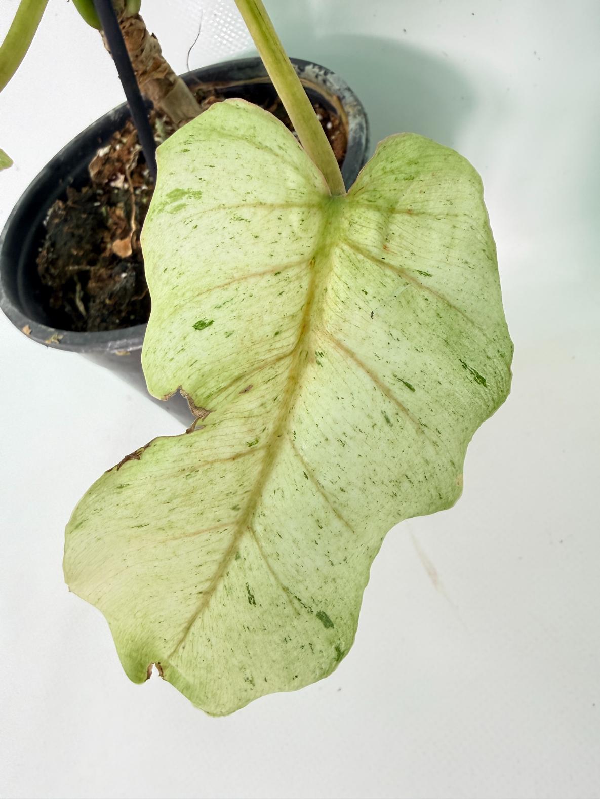 Philodendron snowdrift variegata 08