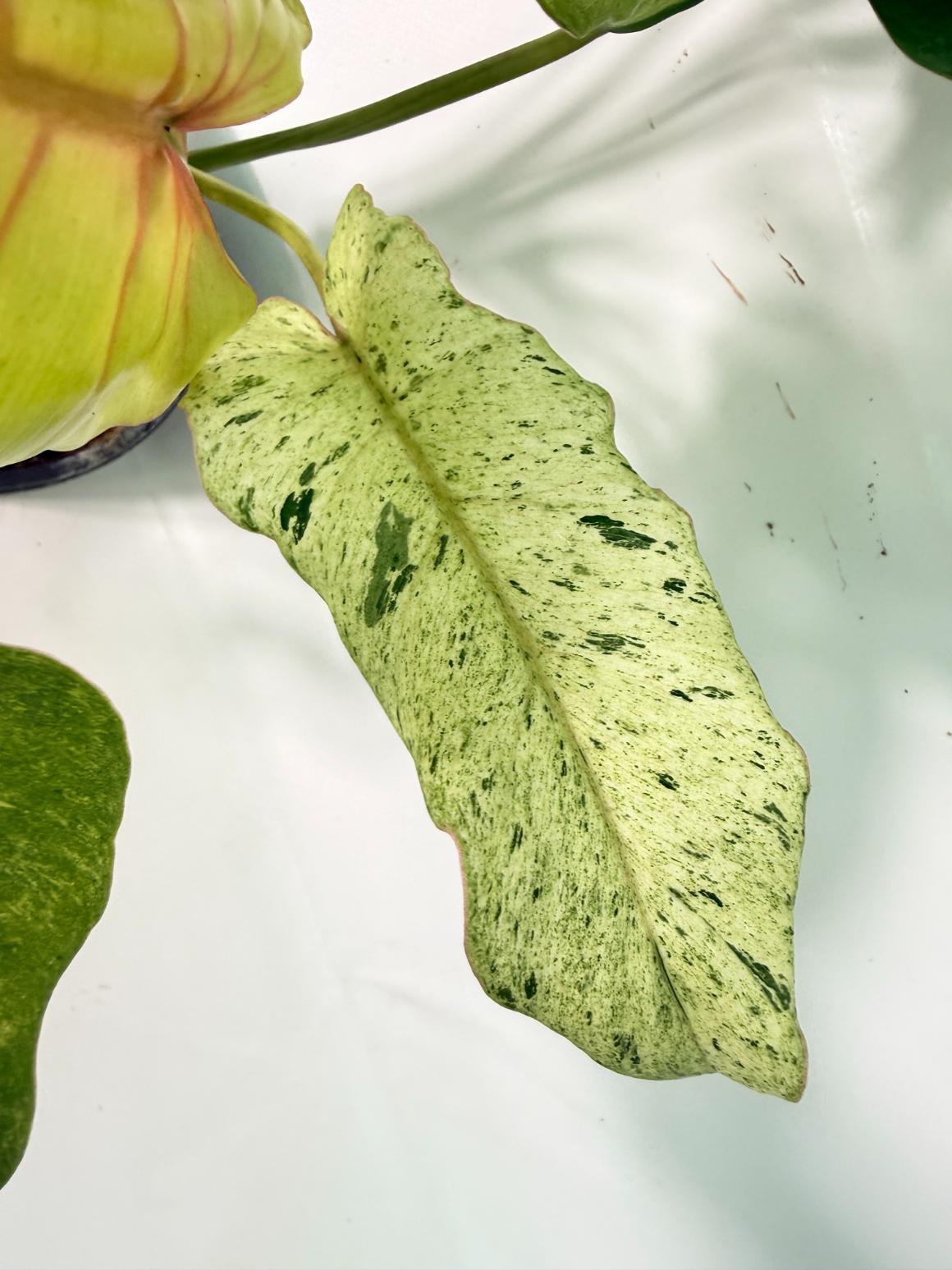 Philodendron snowdrift variegata 09