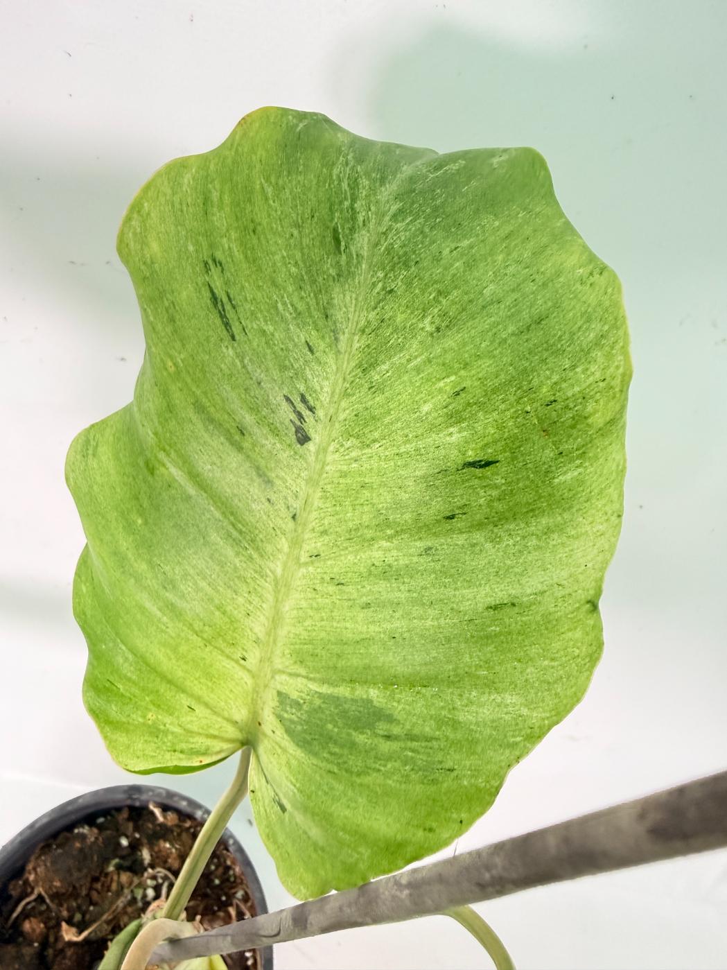 Philodendron snowdrift variegata 11