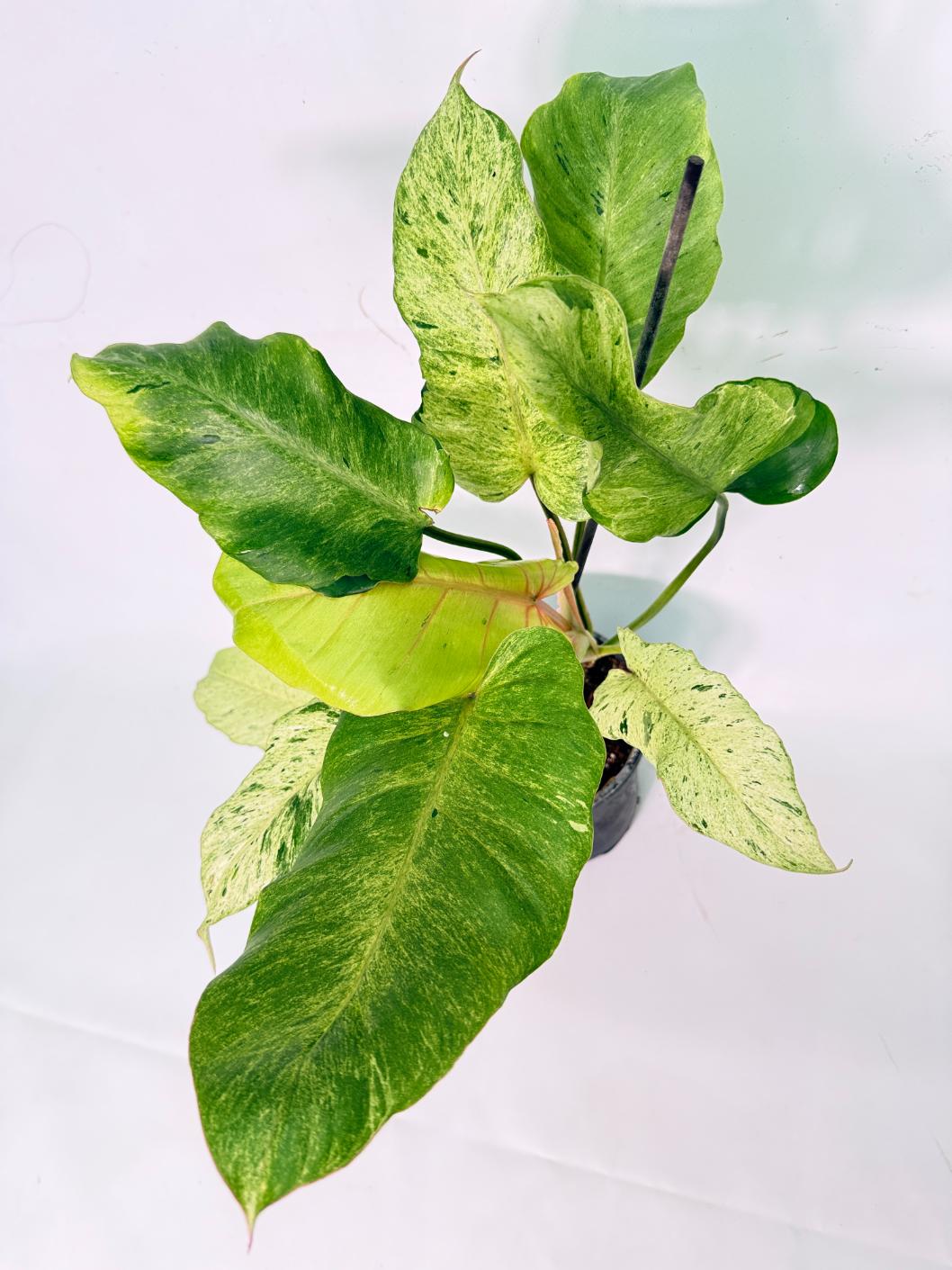 Philodendron snowdrift variegata 12