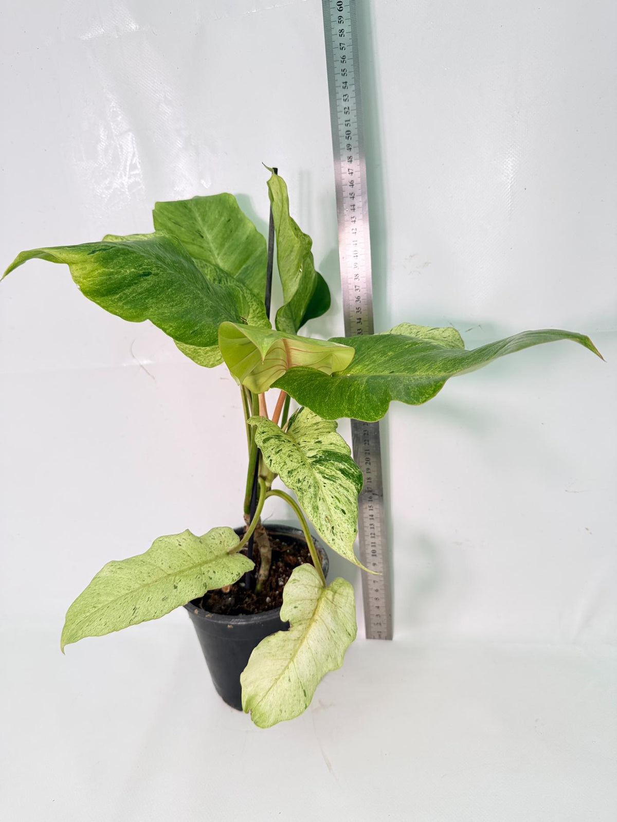 Philodendron snowdrift variegata 13