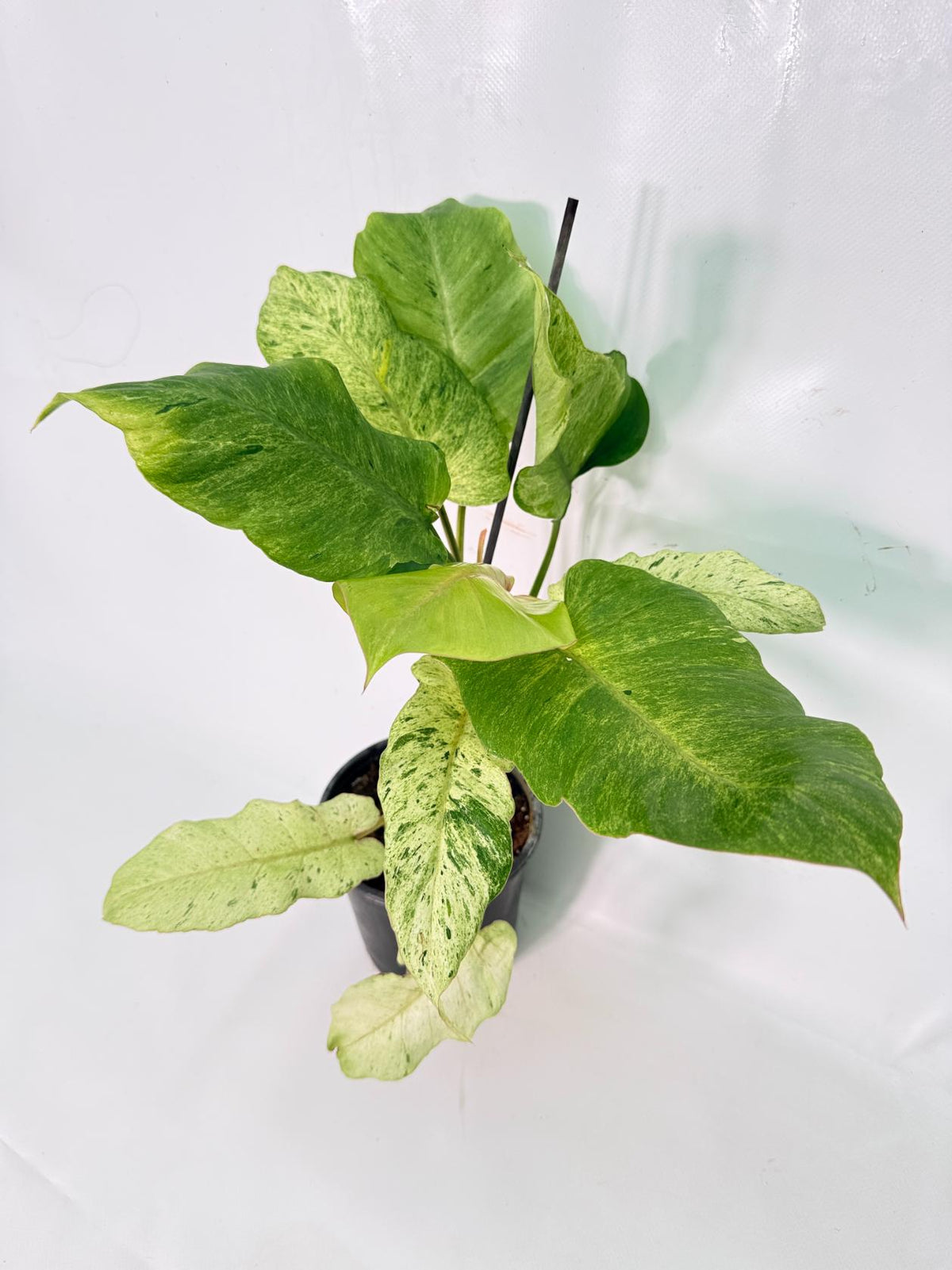 Philodendron snowdrift variegata 01