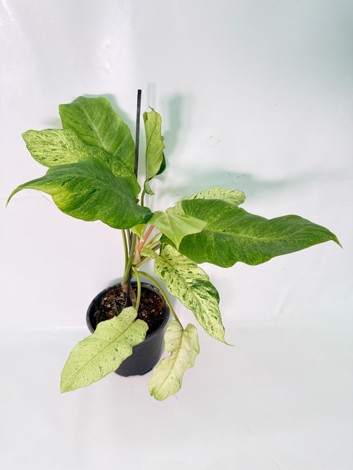 Philodendron snowdrift variegata 02