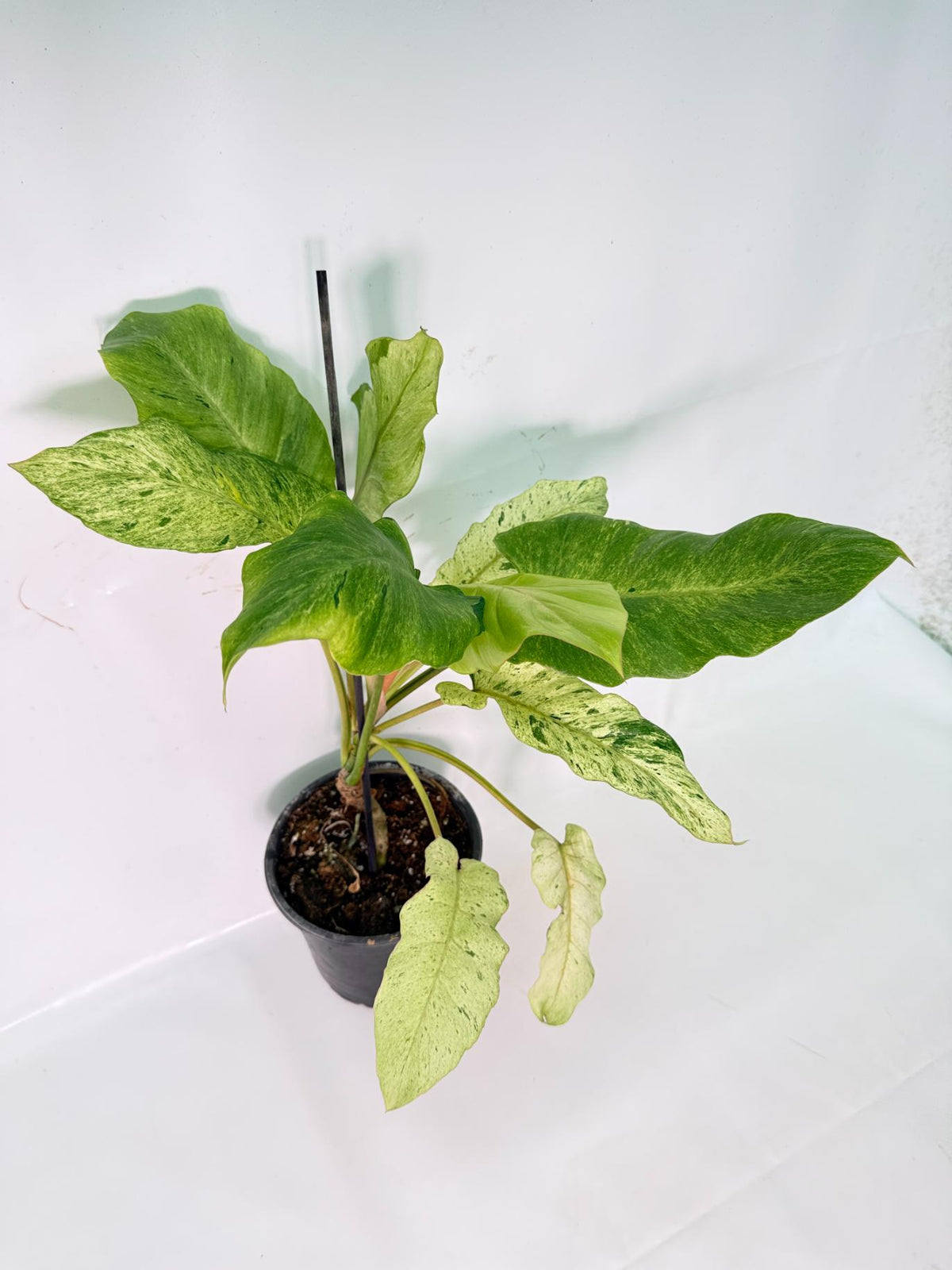 Philodendron snowdrift variegata 03