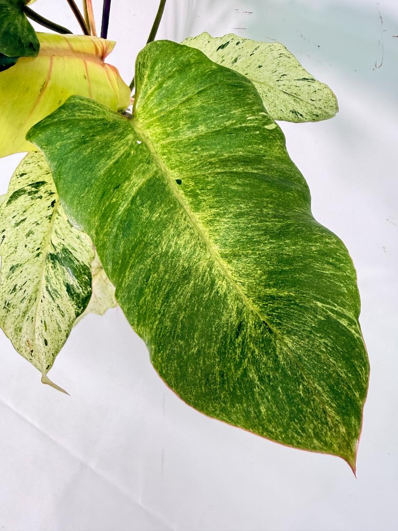 Philodendron snowdrift variegata 04