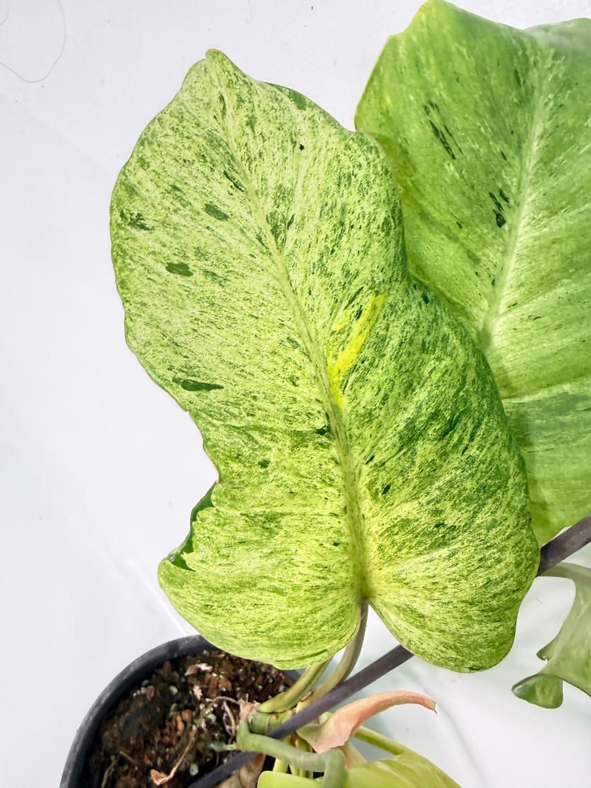 Philodendron snowdrift variegata 05