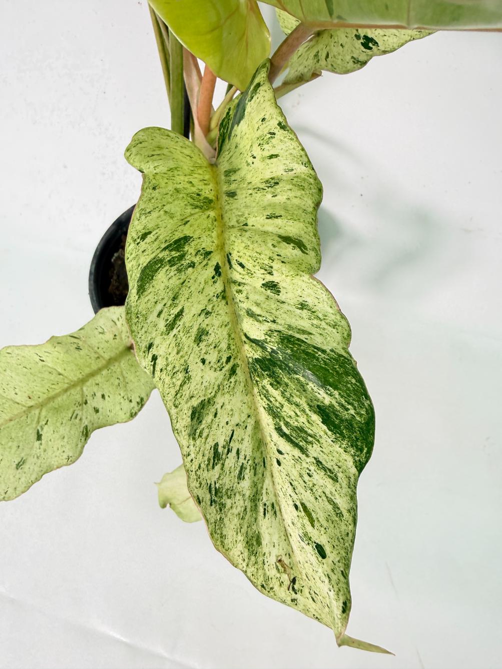 Philodendron snowdrift variegata 06