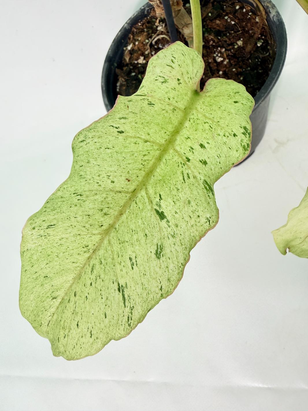 Philodendron snowdrift variegata 07