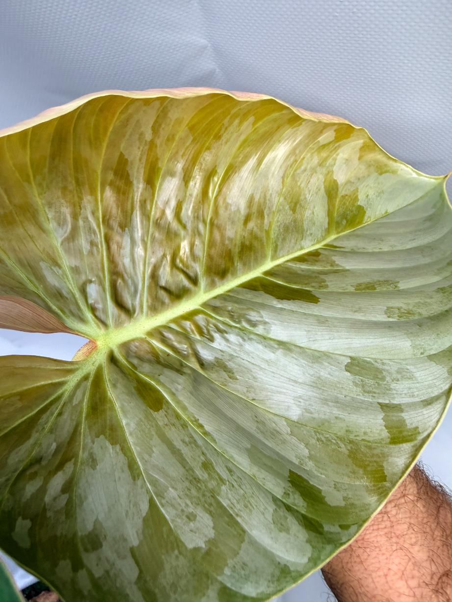 Philodendron Sodiroi XL 6