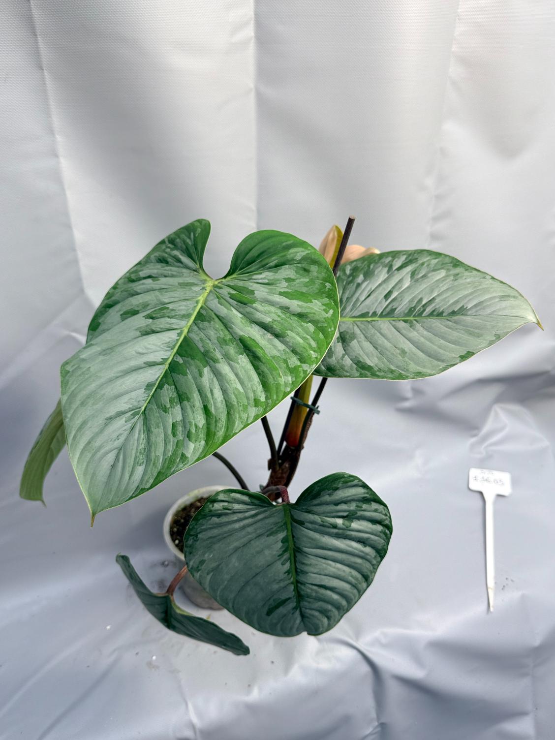 Philodendron Sodiroi XL 7