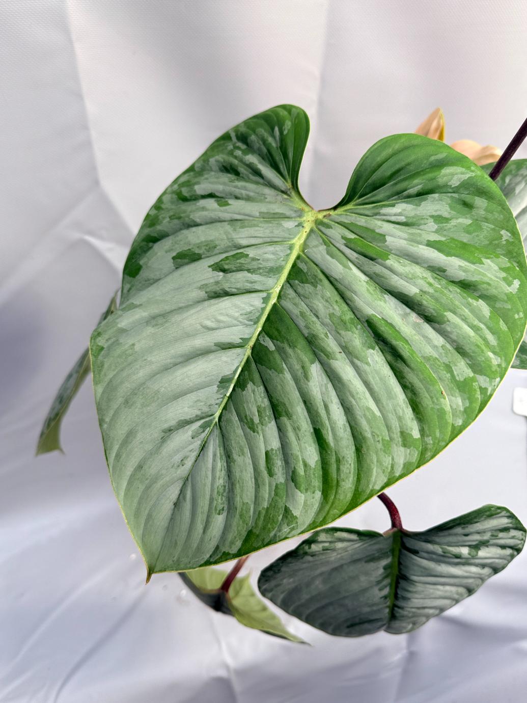 Philodendron Sodiroi XL 4