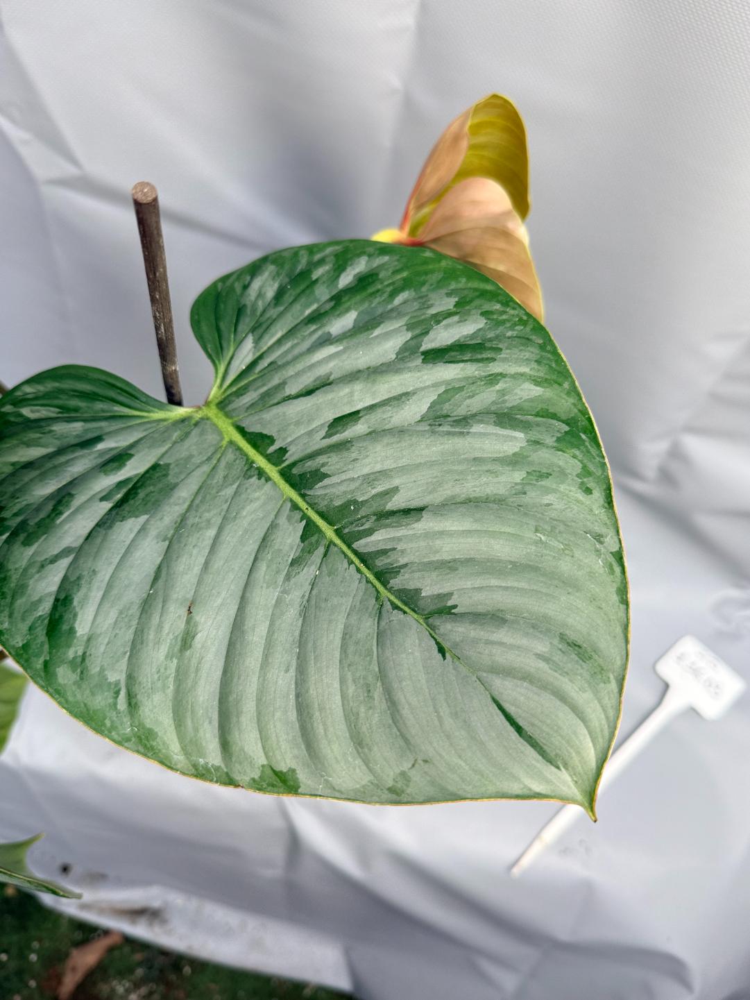 Philodendron Sodiroi XL 5