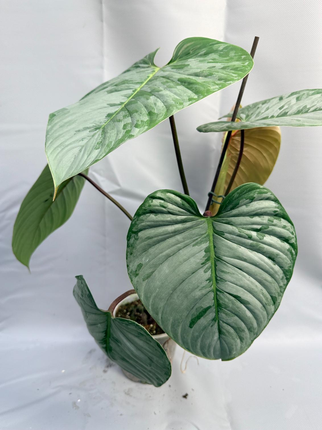 Philodendron Sodiroi XL 8