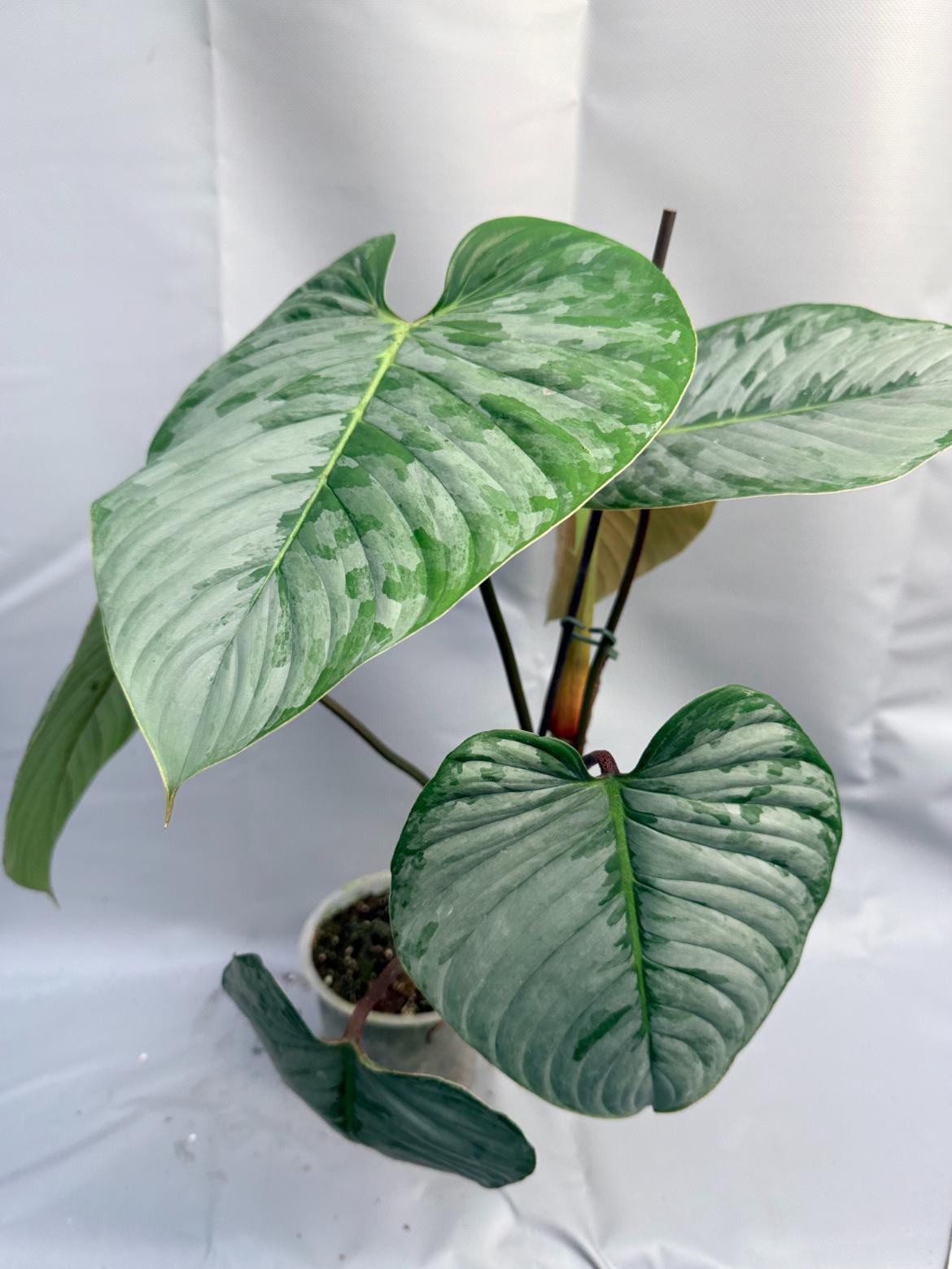 Philodendron Sodiroi XL 1