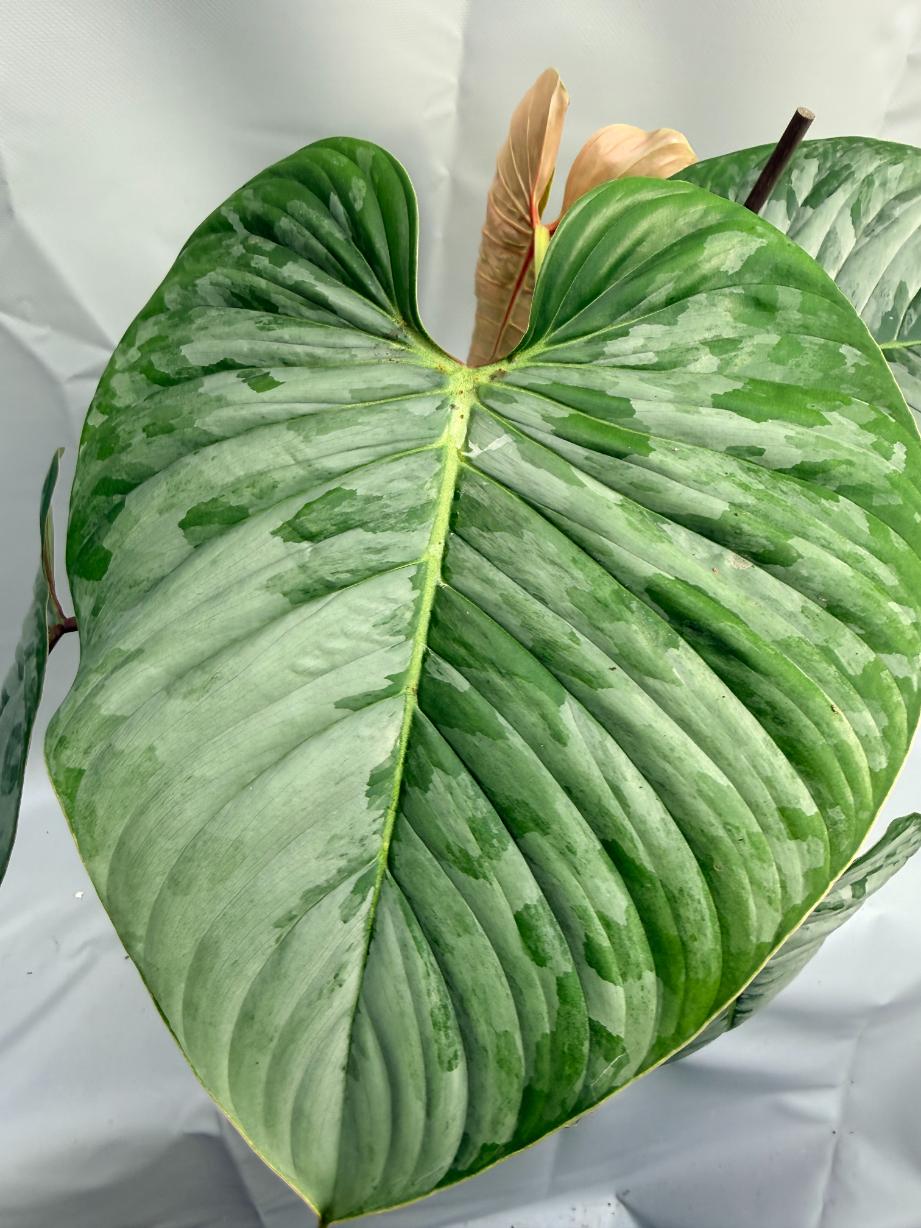 Philodendron Sodiroi XL 3