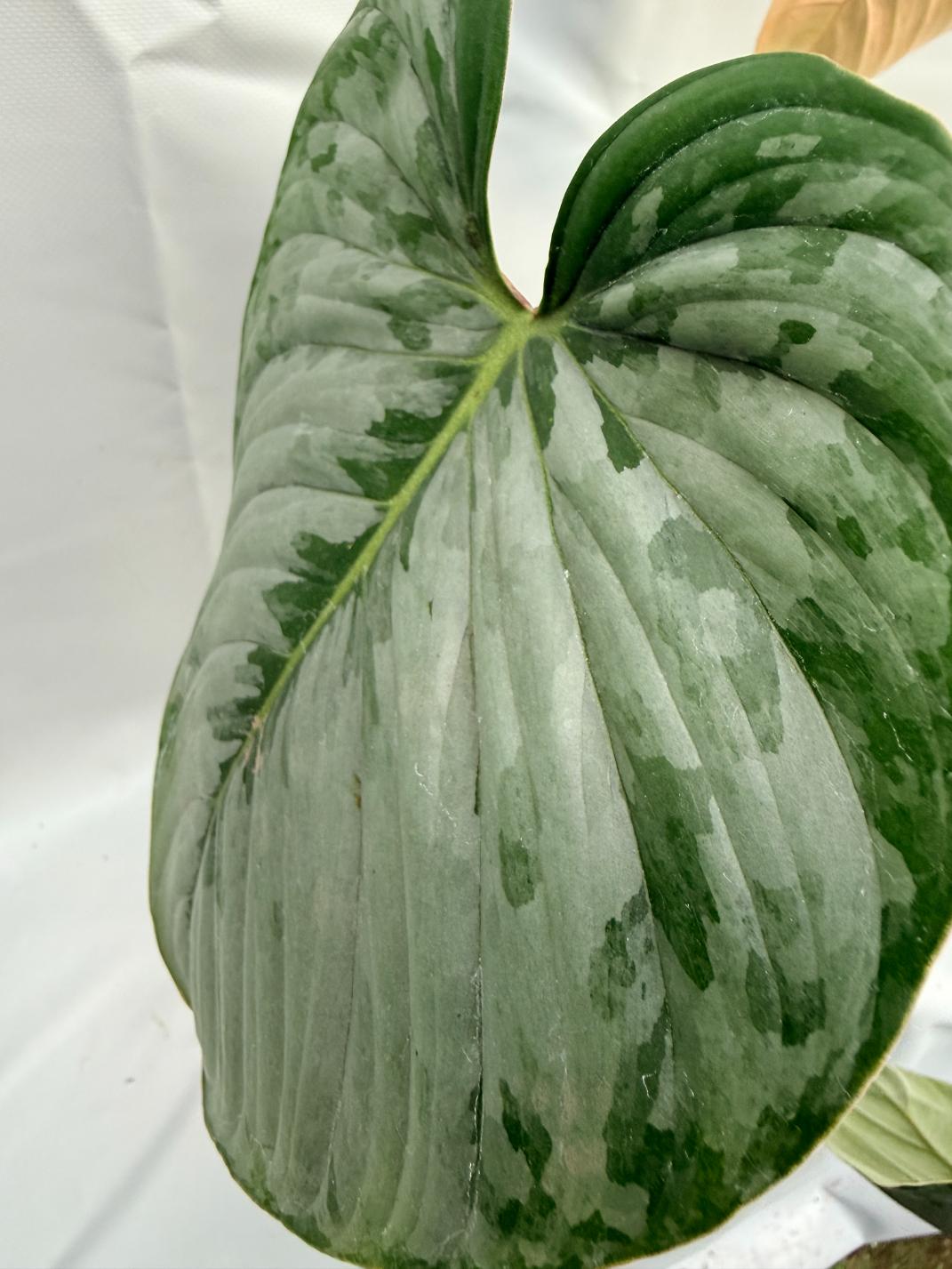 Philodendron Sodiroi XL 9