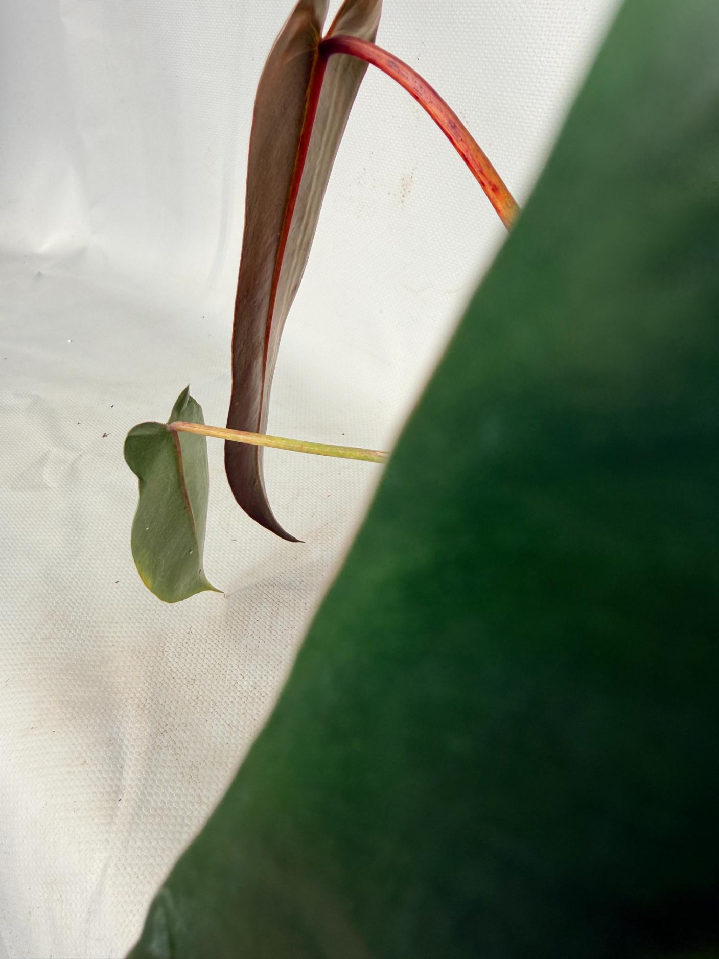 Philodendron spiritus sancti 08