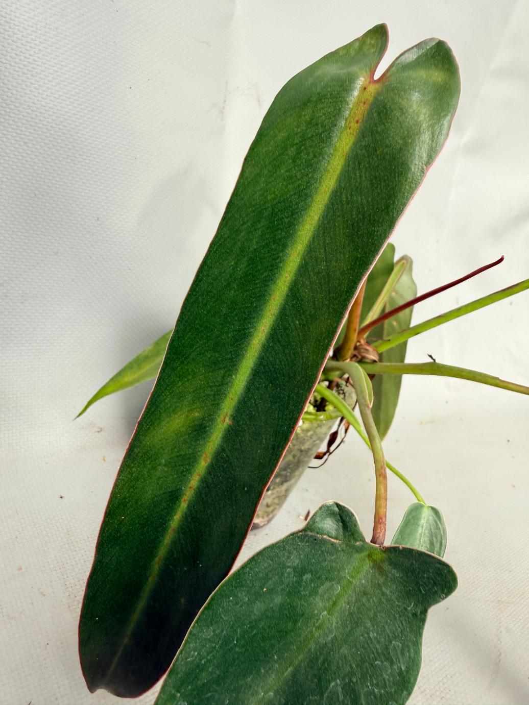 philodendron atabapoense vs spiritus sancti Philodendron spiritus sancti (young plant)