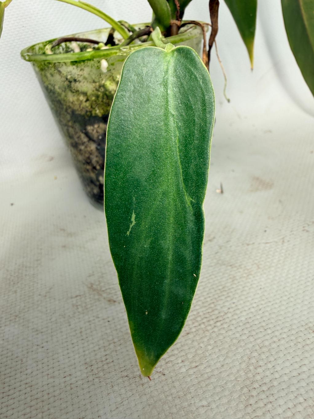 Philodendron spiritus sancti 05