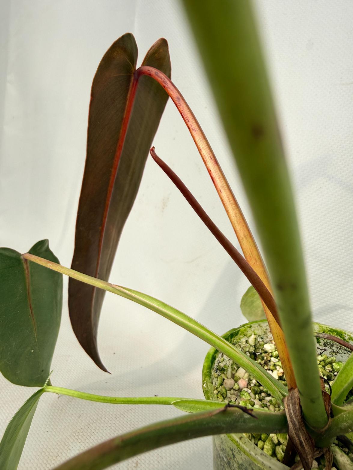 Philodendron spiritus sancti 06
