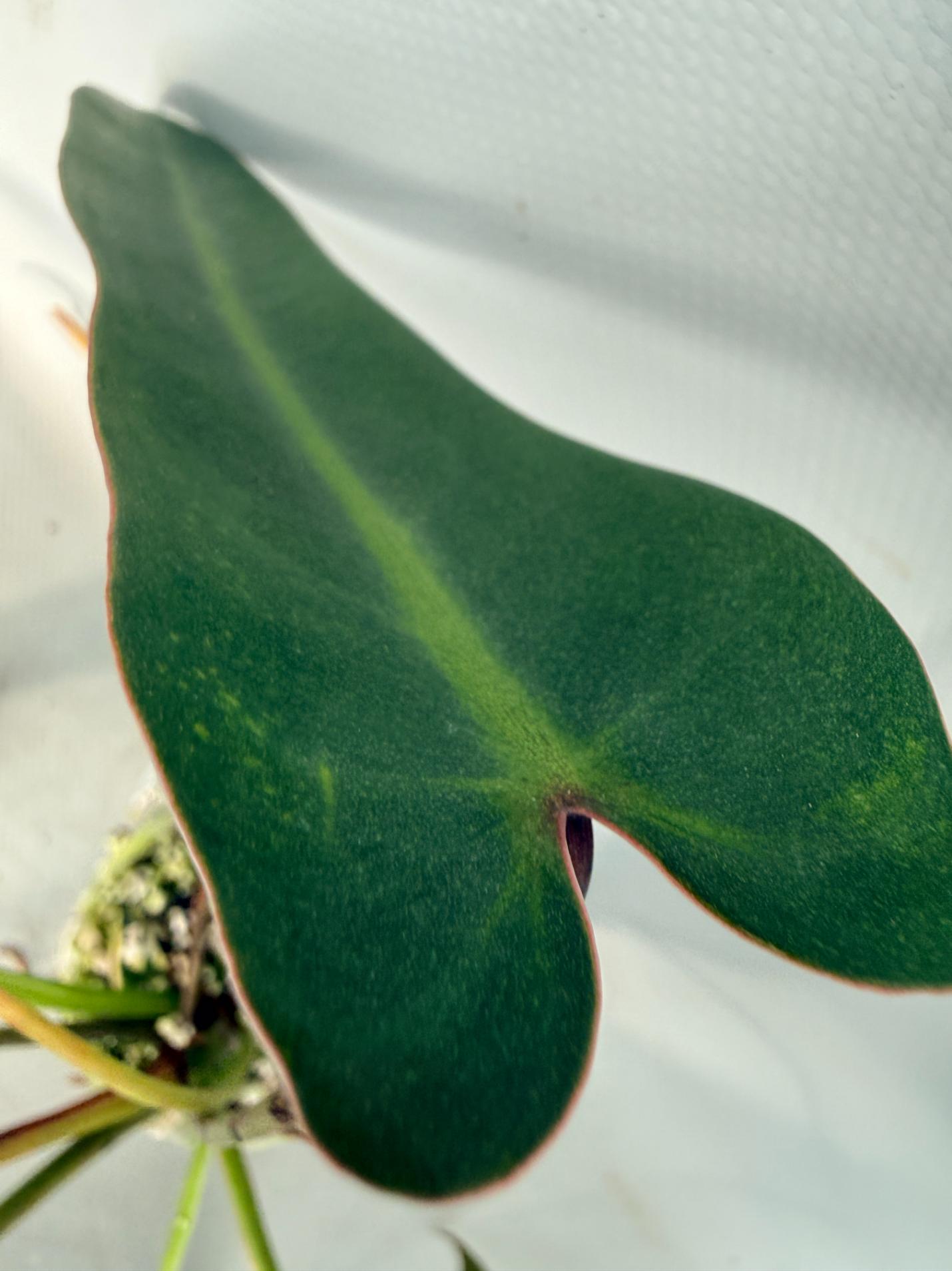 Philodendron spiritus sancti 08