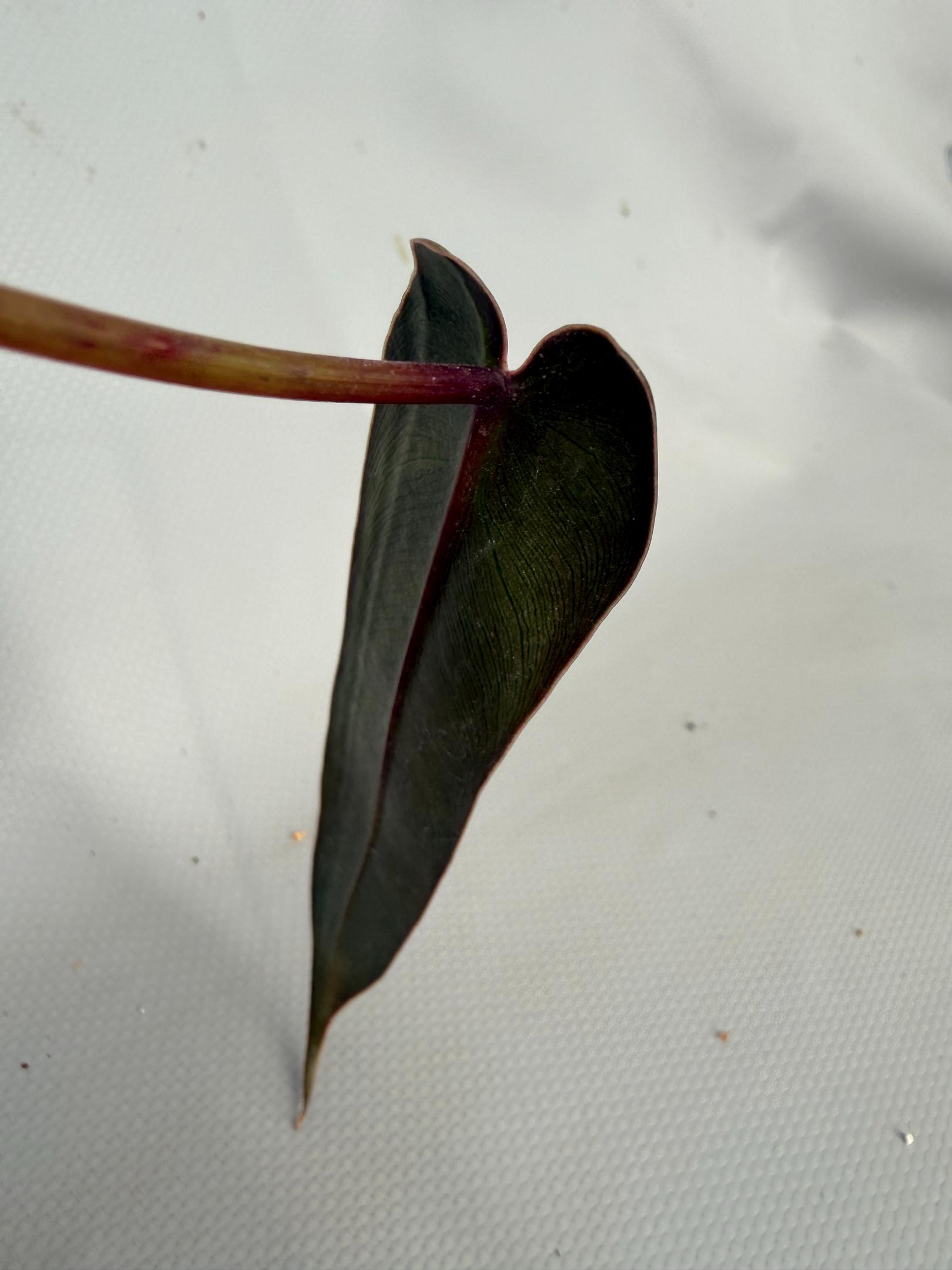 Philodendron spiritus sancti 09