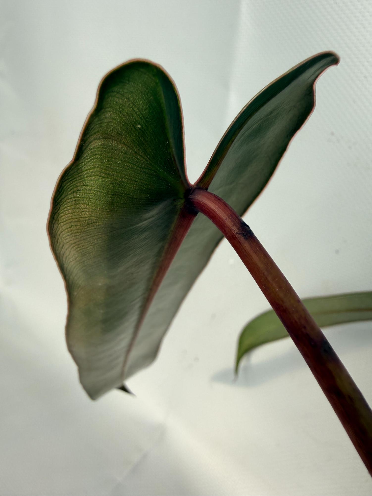 Philodendron spiritus sancti 10