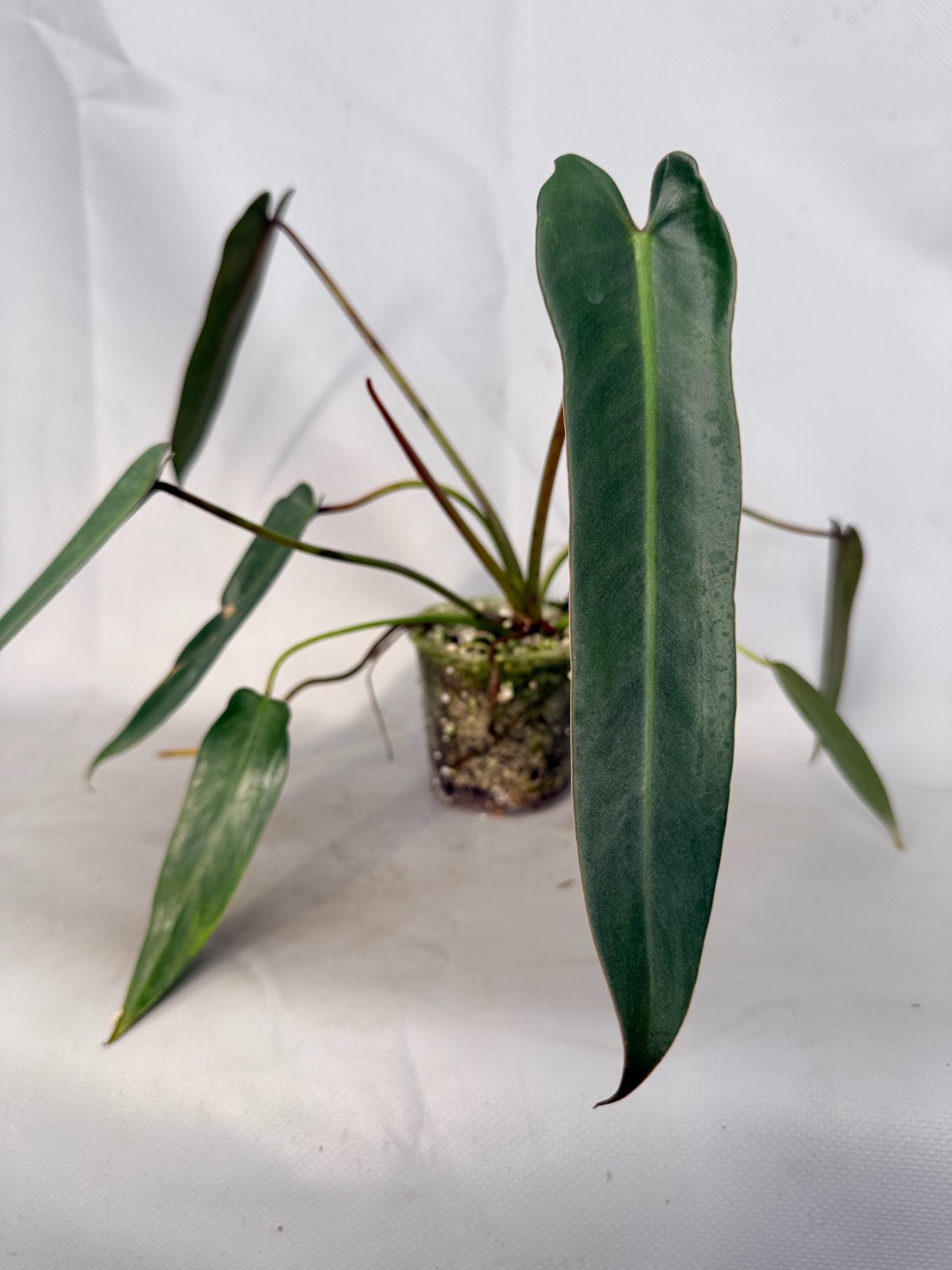 Philodendron spiritus sancti 01