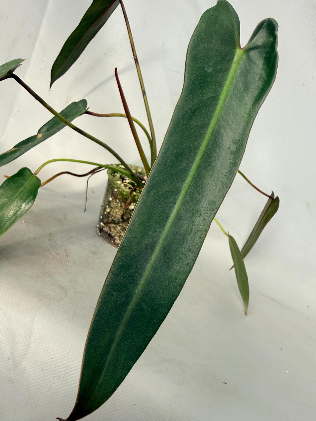 Philodendron spiritus sancti 02