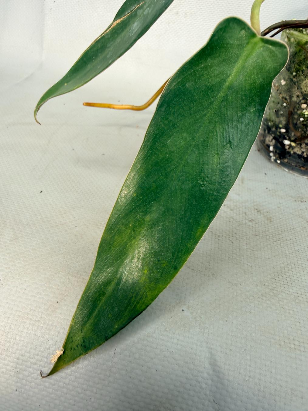 Philodendron spiritus sancti 03