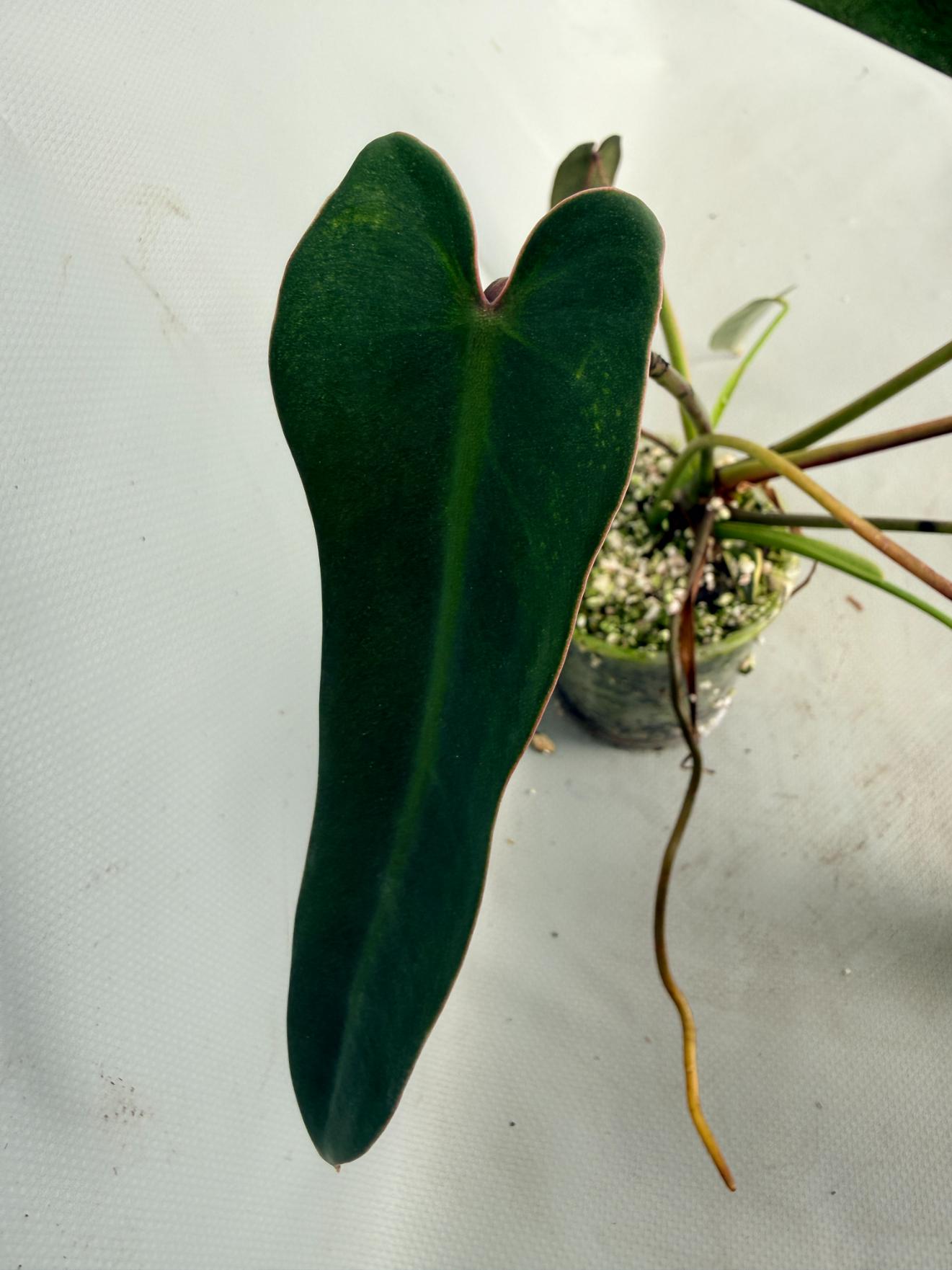 Philodendron spiritus sancti 04