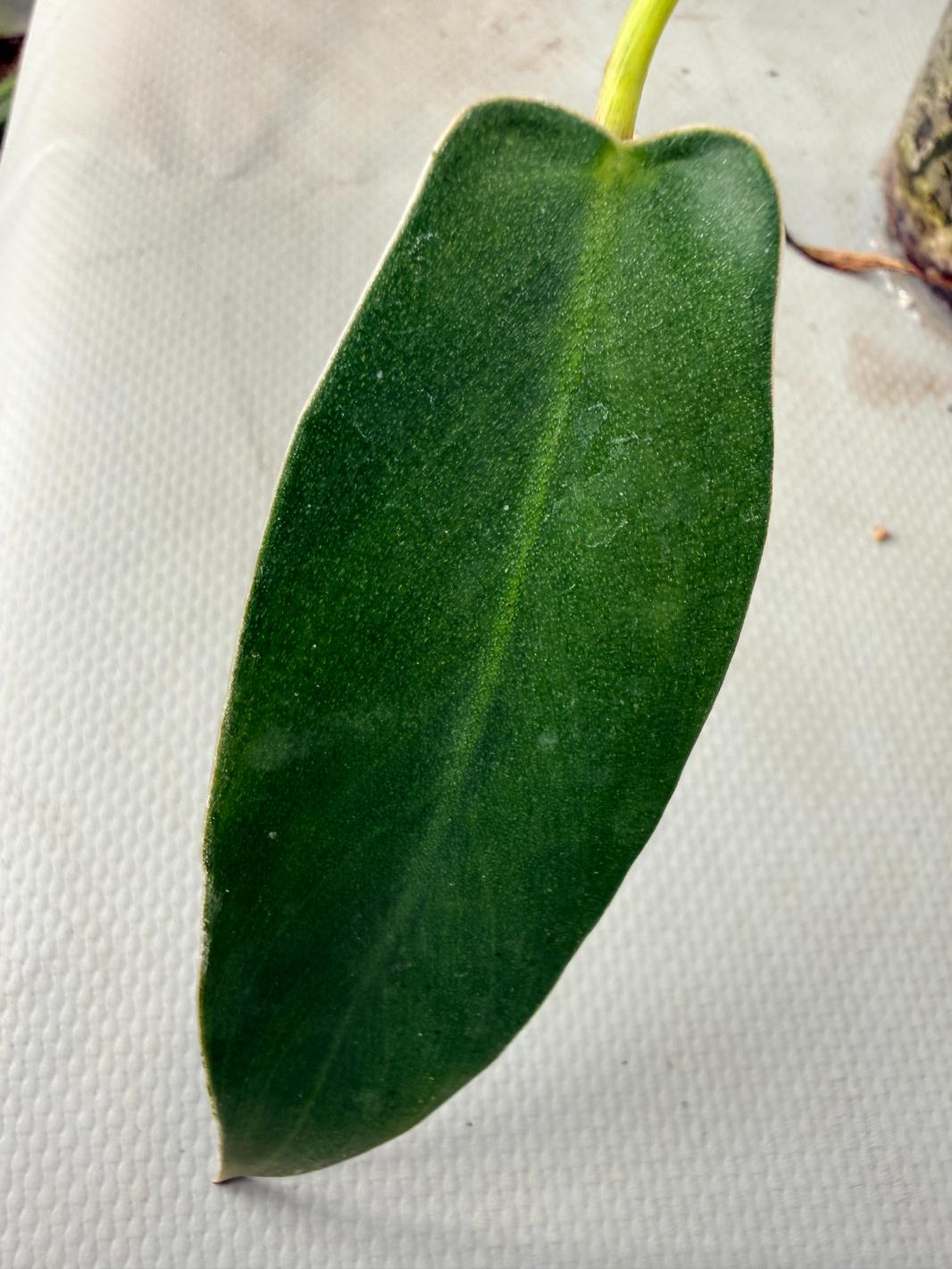Philodendron spiritus sancti 05