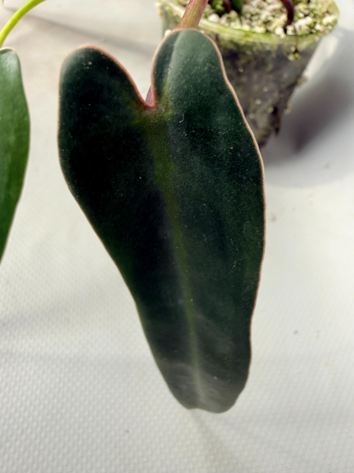 Philodendron spiritus sancti 06