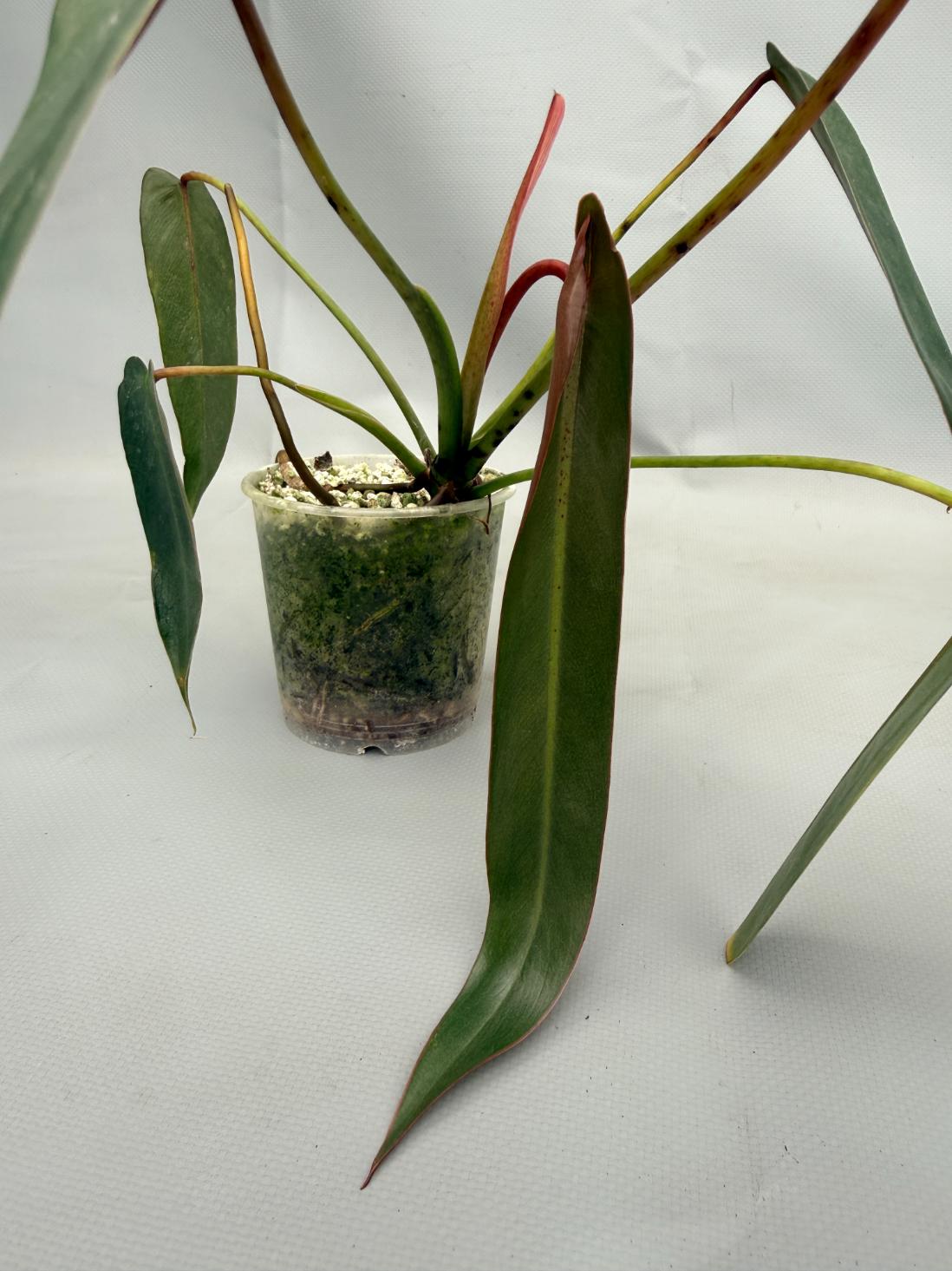 Philodendron spiritus sancti 03