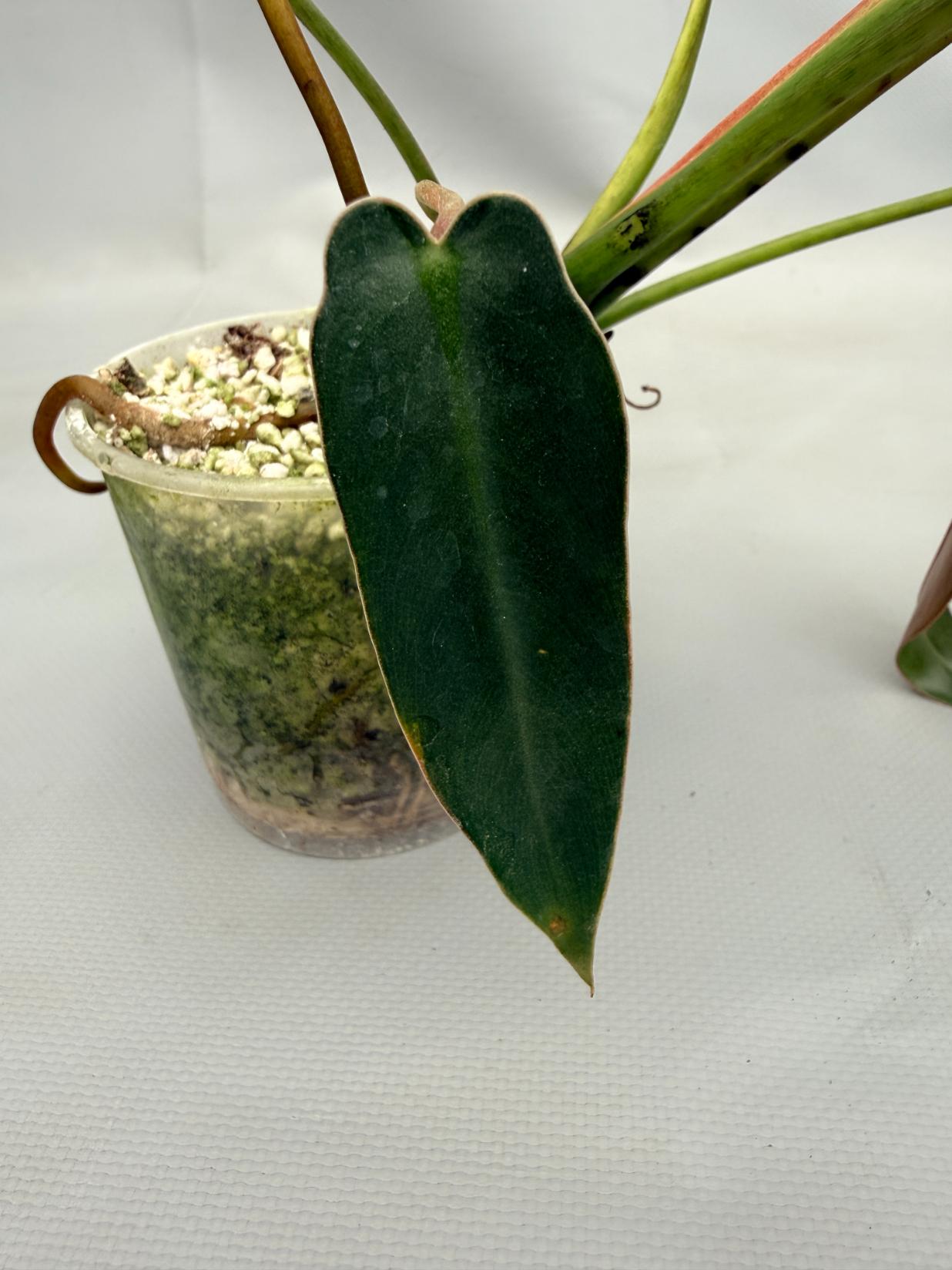 Philodendron spiritus sancti 04