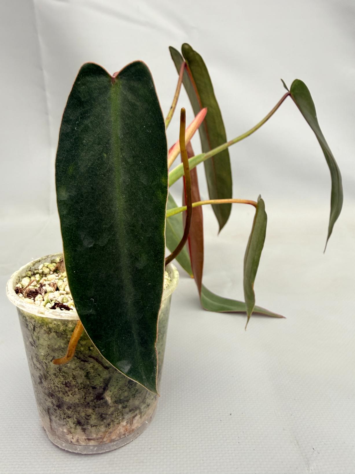 Philodendron spiritus sancti 05